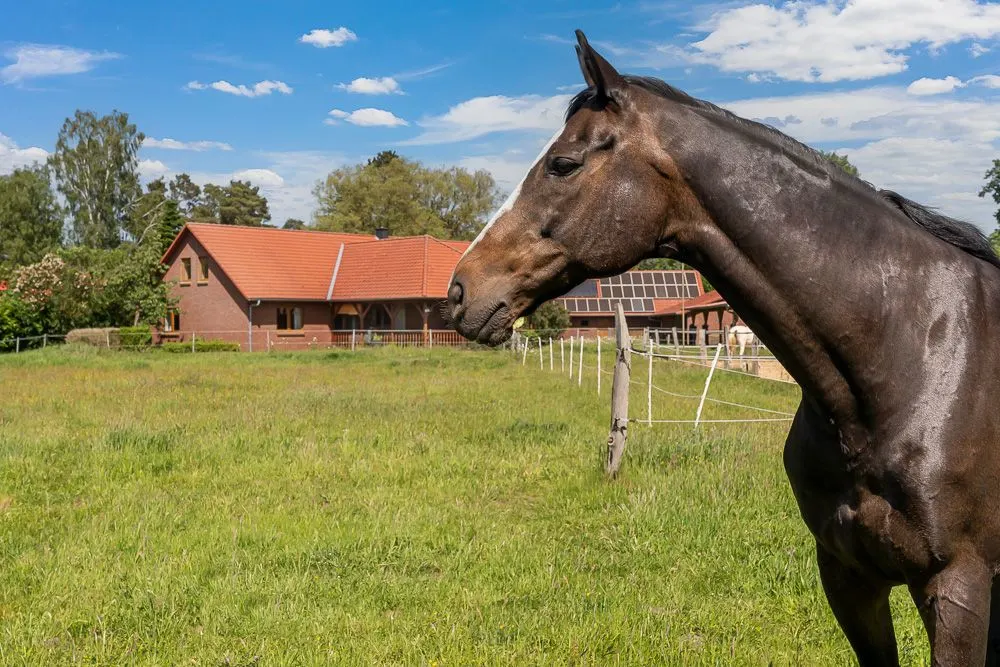 Ein braunes Pferd steht auf einer Wiese vor einem Haus mit rotem Dach.