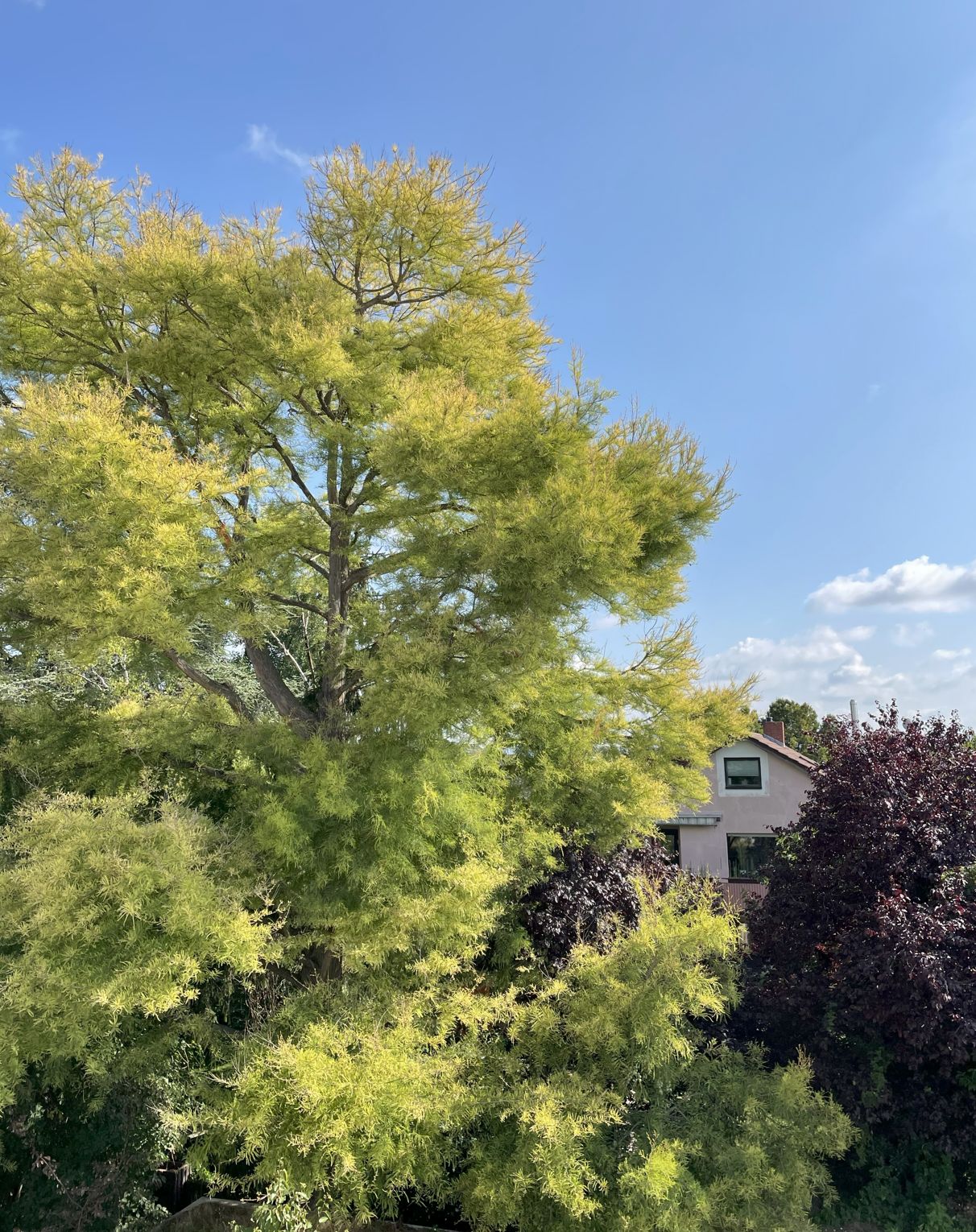 Großer grüner Baum vor einem Wohnhaus unter blauem Himmel.