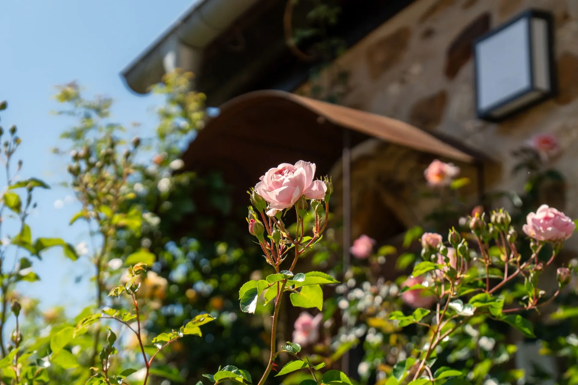 Rosa Blüten vor einer Hauswand mit braunem Vordach und Fenster.