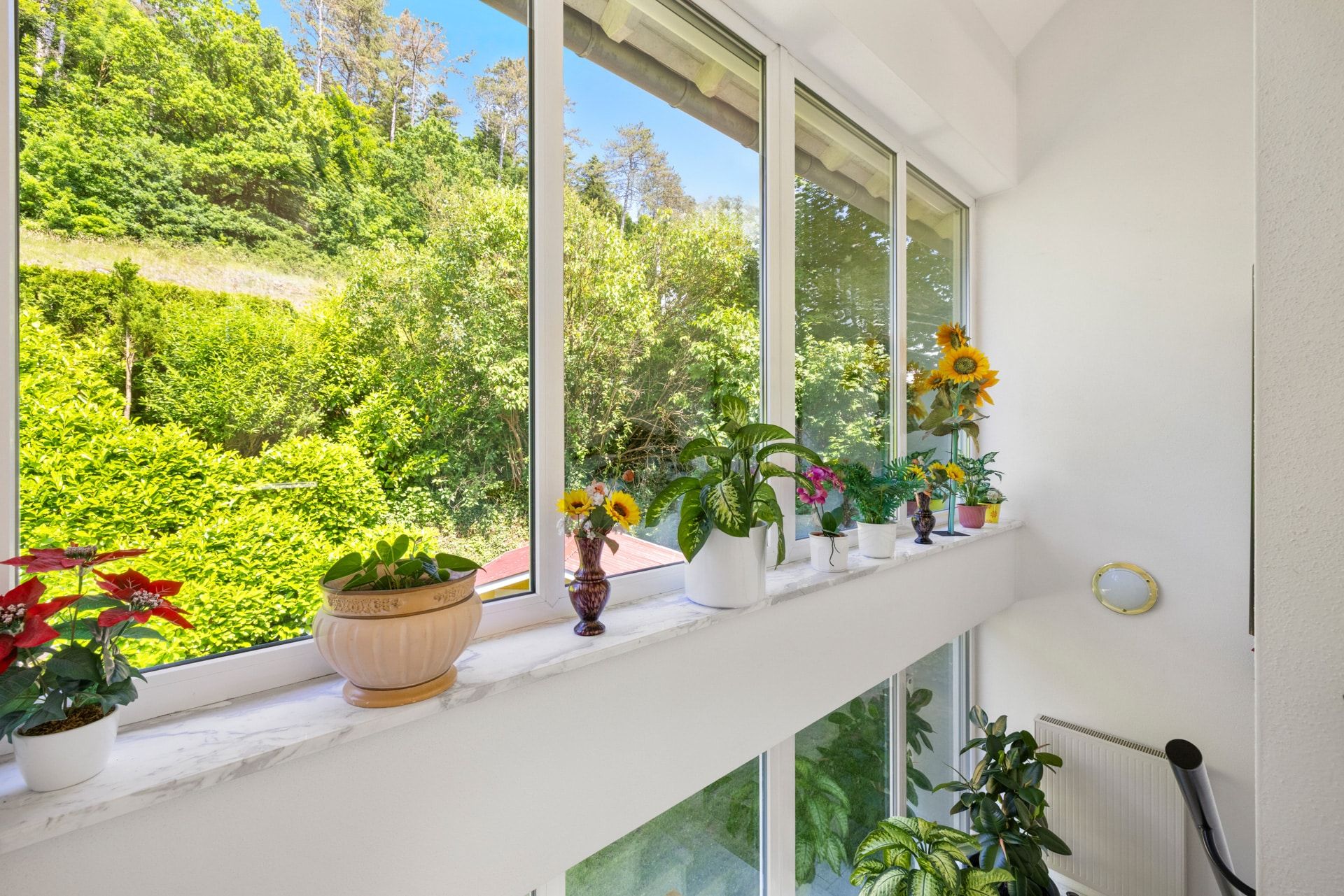 Fensterbank mit mehreren Blumentöpfen vor großen Fenstern mit Blick ins Grüne.