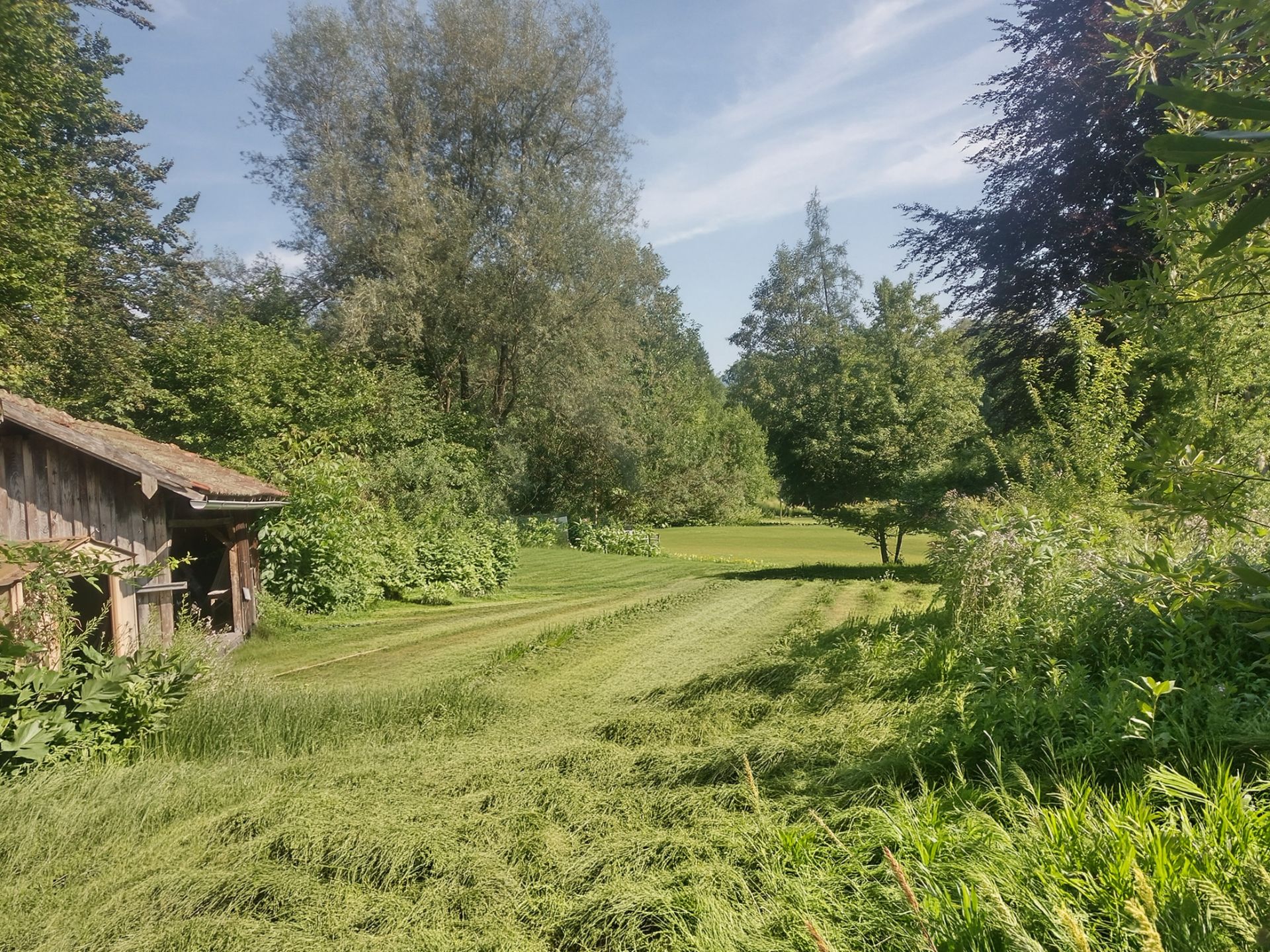 Garten mit frisch gemähtem Rasen, vielen Bäumen und einem kleinen Holzschuppen links.