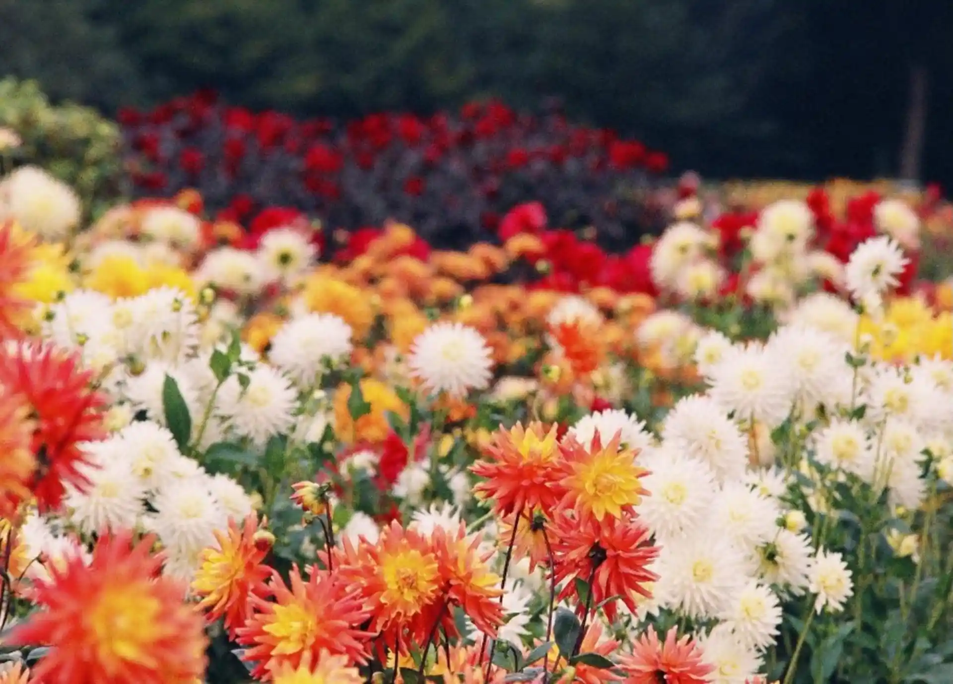 Bunte Blumenbeete mit weißen, orangefarbenen und roten Blüten im Garten.