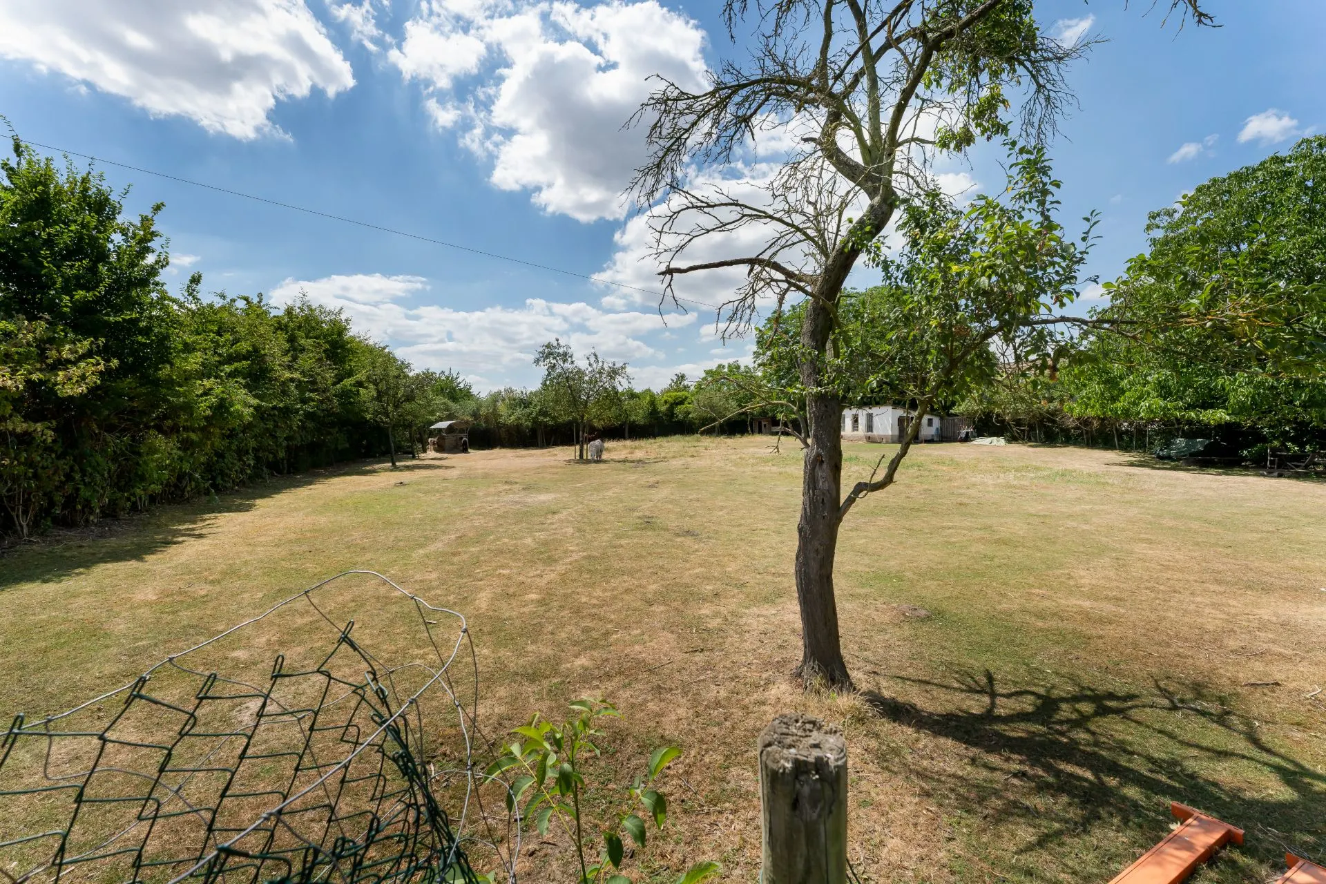 Großer Garten mit einzelnen Bäumen, Rasenfläche und Gebäuden im Hintergrund unter blauem Himmel.