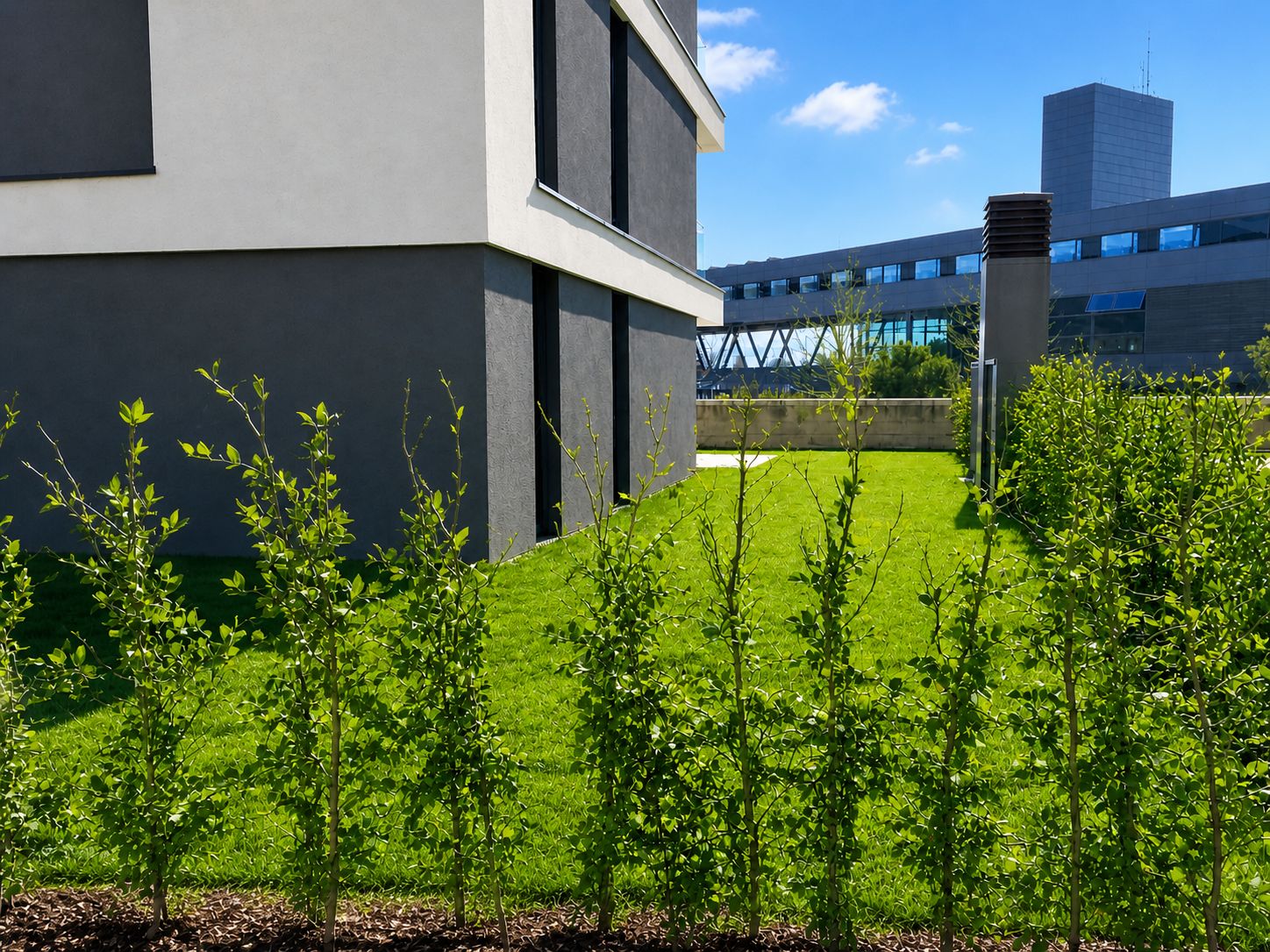 Moderne Wohnhausfassade mit Rasenfläche und jungen Heckenpflanzen im Garten.
