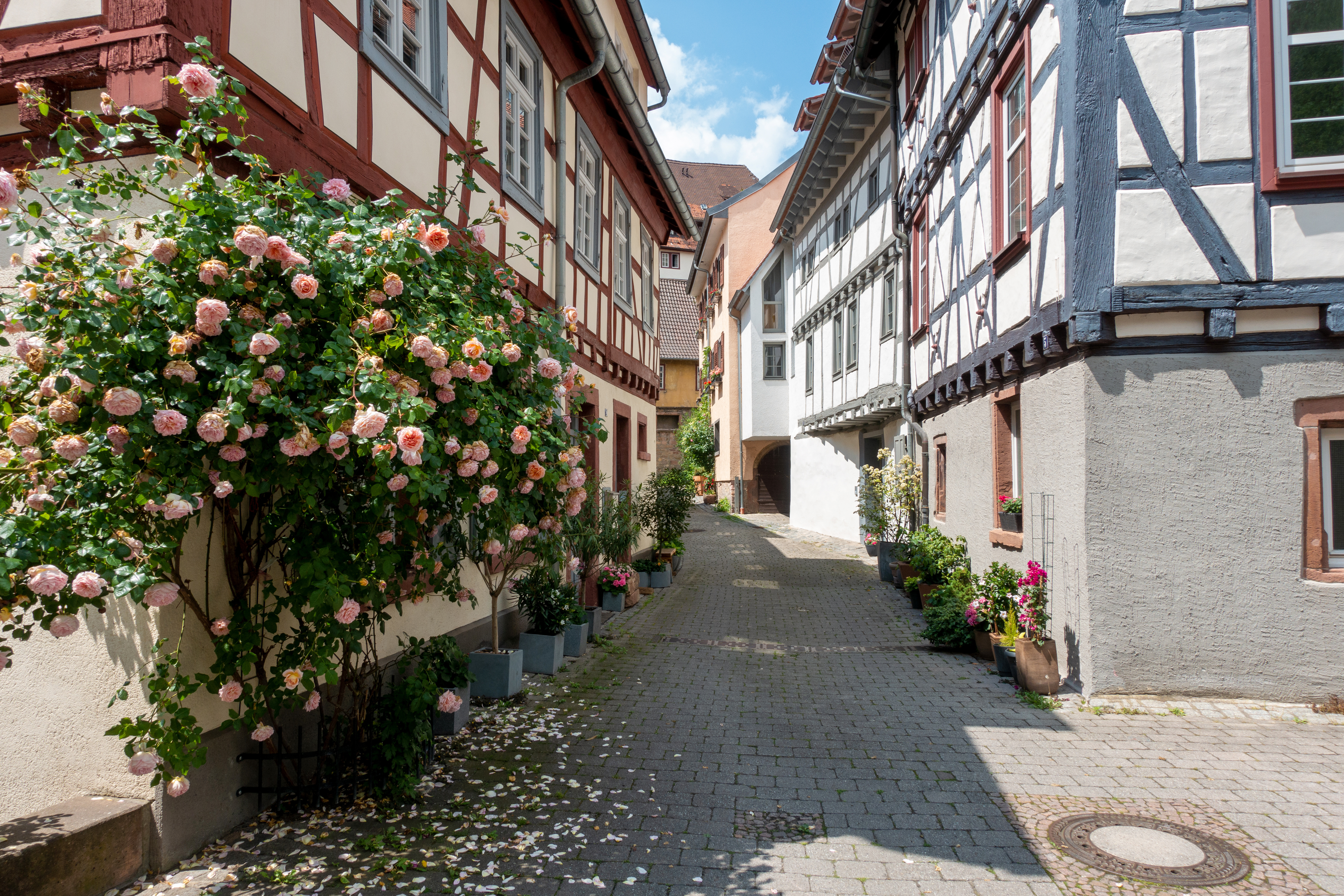 Schmale Gasse mit Fachwerkhäusern und blühenden Rosensträuchern in Blumenkübeln.