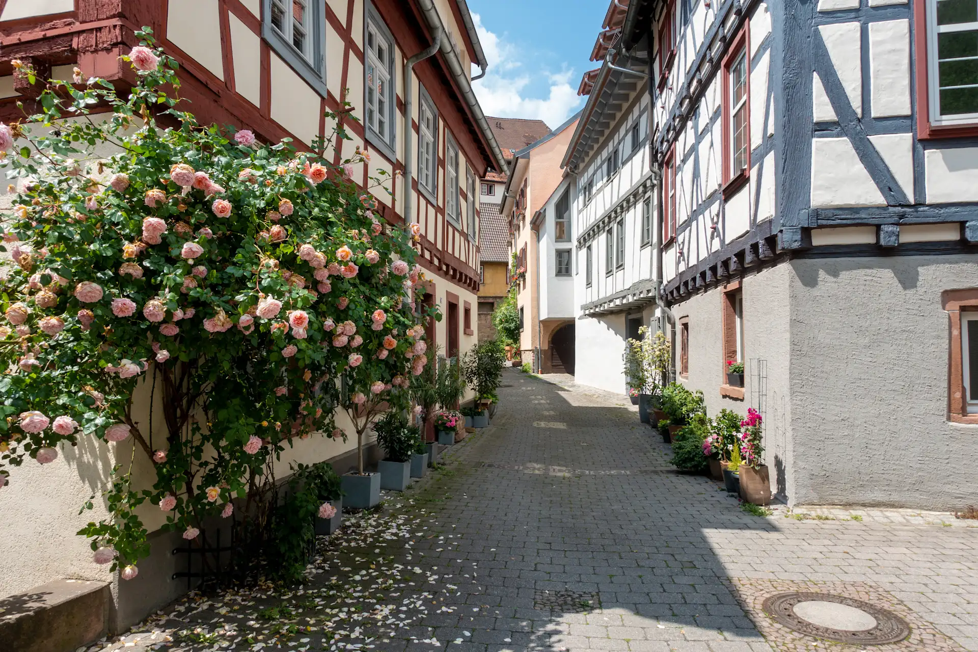 Schmale Gasse mit Fachwerkhäusern und blühenden Rosensträuchern in Blumenkübeln.