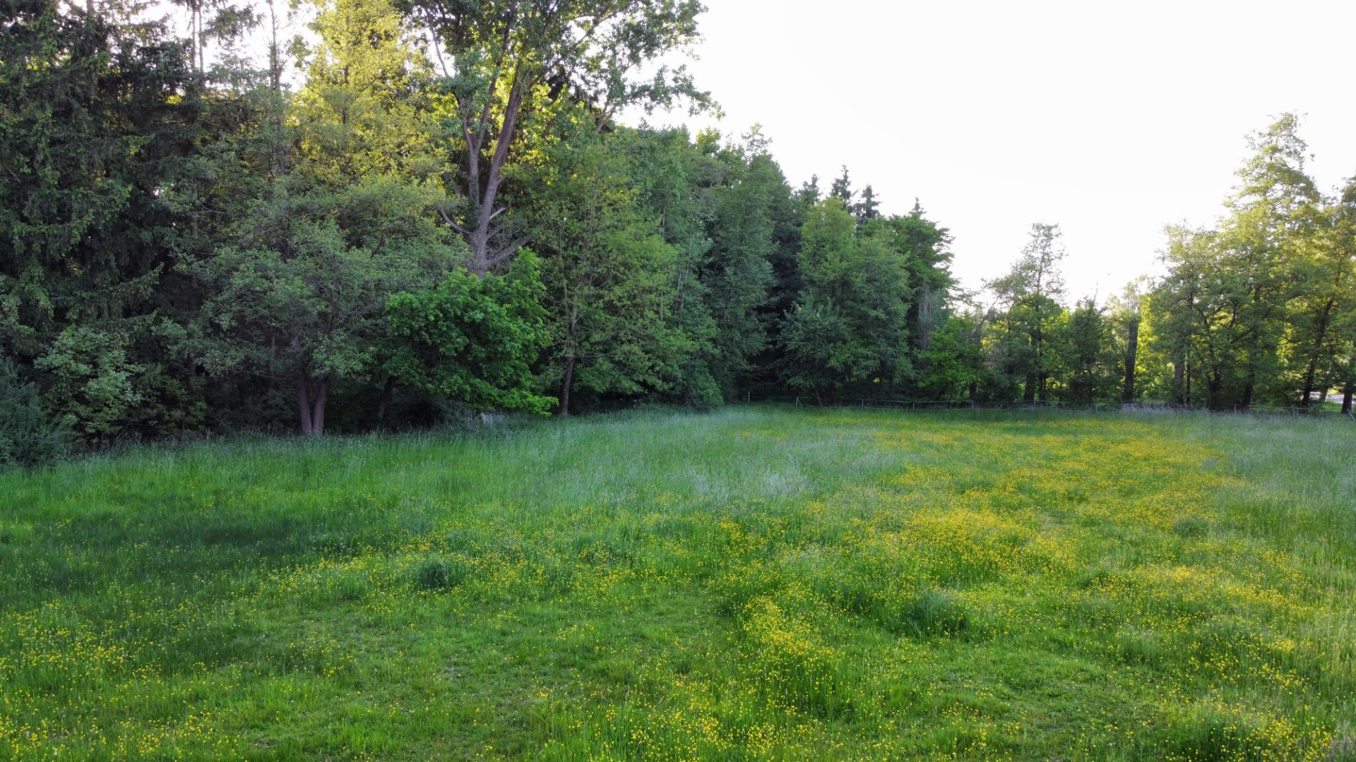 Weite Wiese mit gelben Blumen und Bäumen im Hintergrund bei Tageslicht.