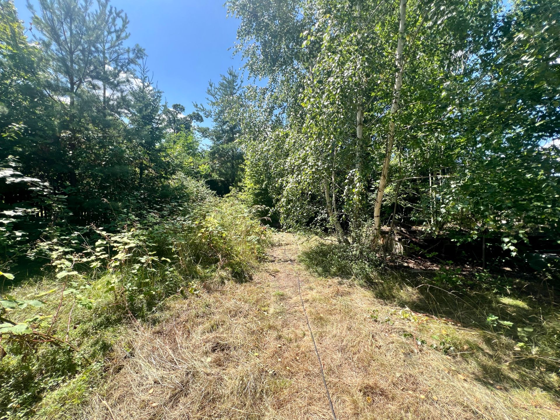 Ein bewachsener Garten mit Bäumen und Sträuchern unter blauem Himmel.