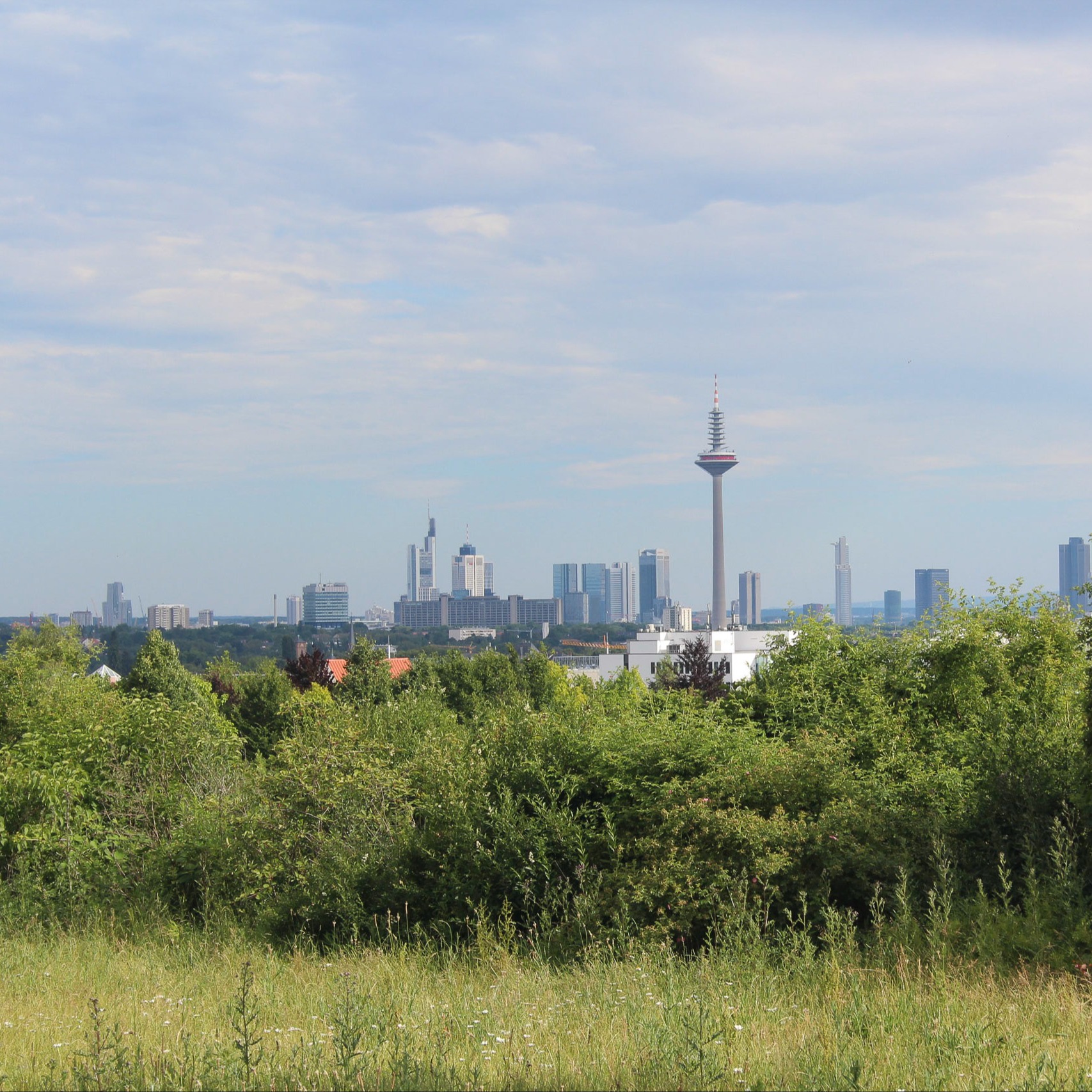 Blick über eine grüne Wiese und Büsche auf eine Großstadt mit Hochhäusern und Fernsehturm.