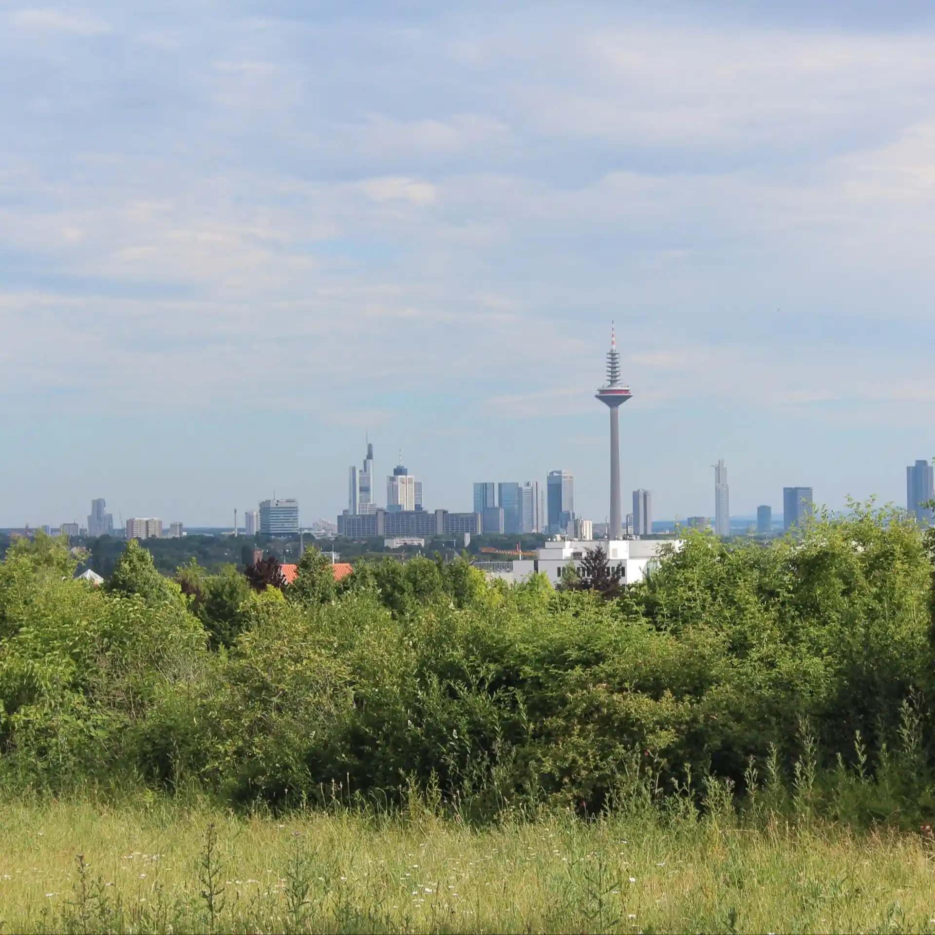 Blick über eine grüne Wiese und Büsche auf eine Großstadt mit Hochhäusern und Fernsehturm.