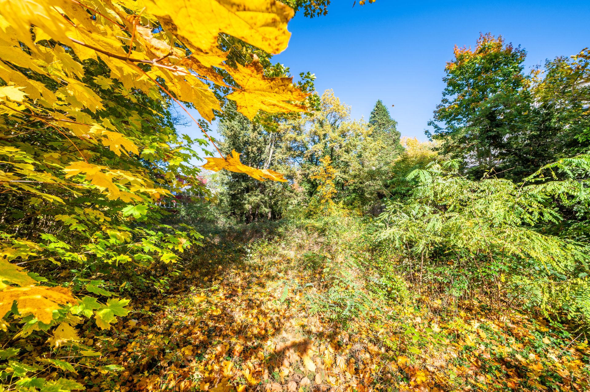 Herbstliche Bäume und Sträucher mit gelb-grünen Blättern unter blauem Himmel.