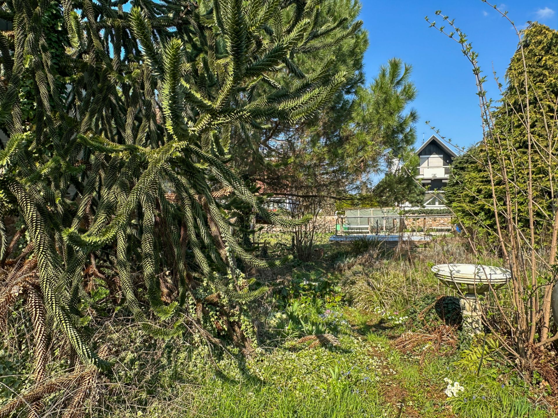 Garten mit großem Nadelbaum, Vogelbad und einem Haus im Hintergrund bei blauem Himmel.