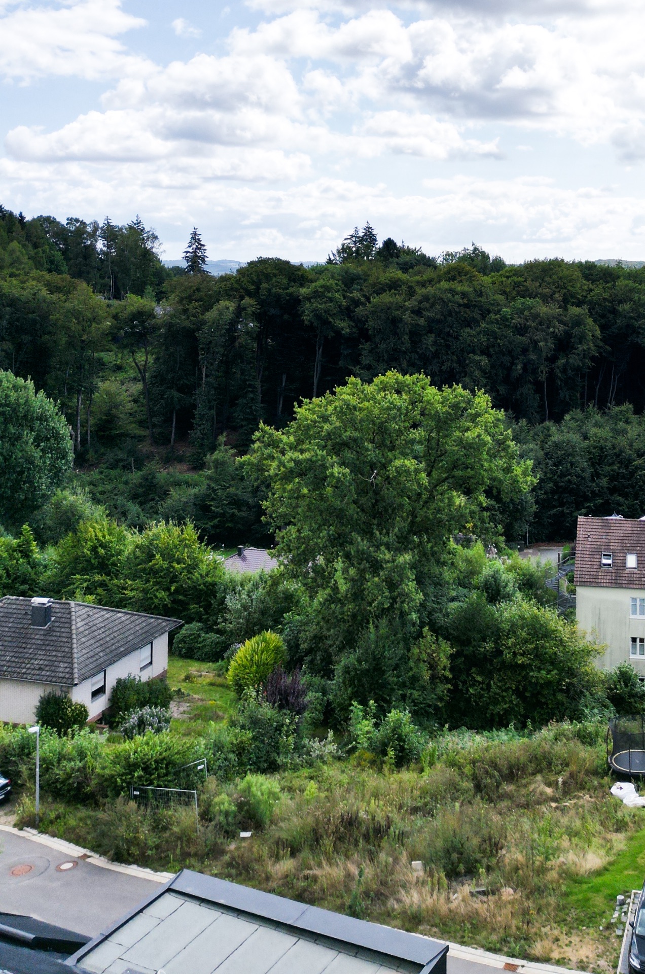 Blick auf grüne Bäume, Häuser und eine bewachsene Wiese am Waldrand.