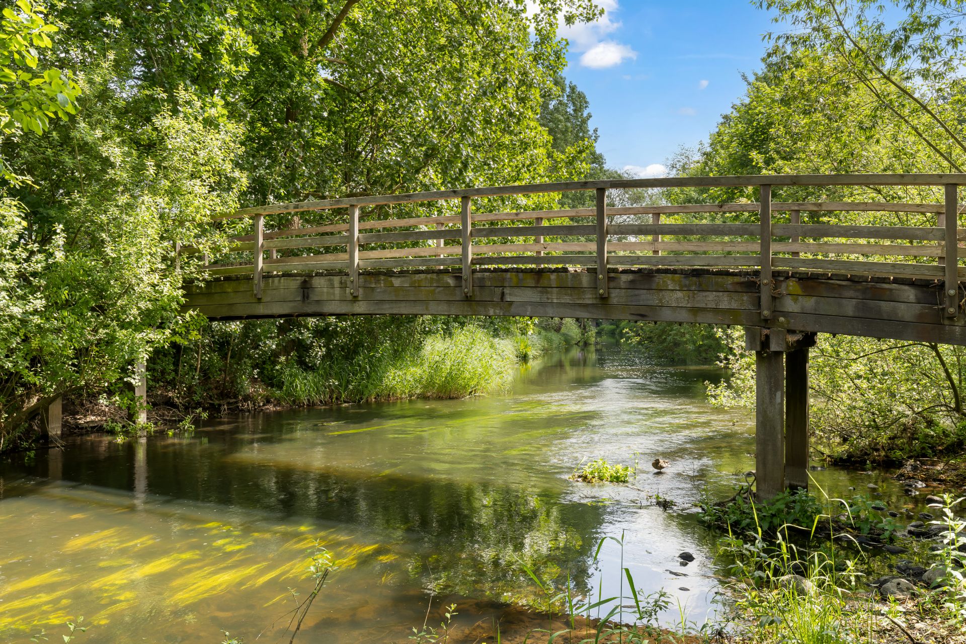 Holzbrücke über einen ruhigen Fluss, umgeben von vielen grünen Bäumen.