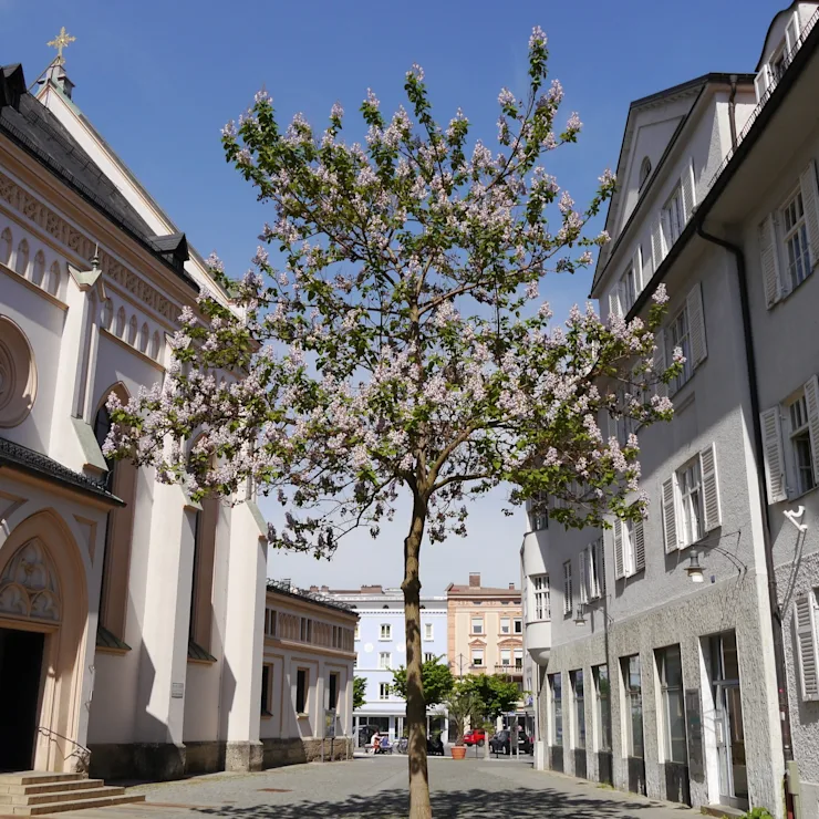 Blühender Baum steht zwischen zwei hellen Wohngebäuden auf einem gepflasterten Platz.