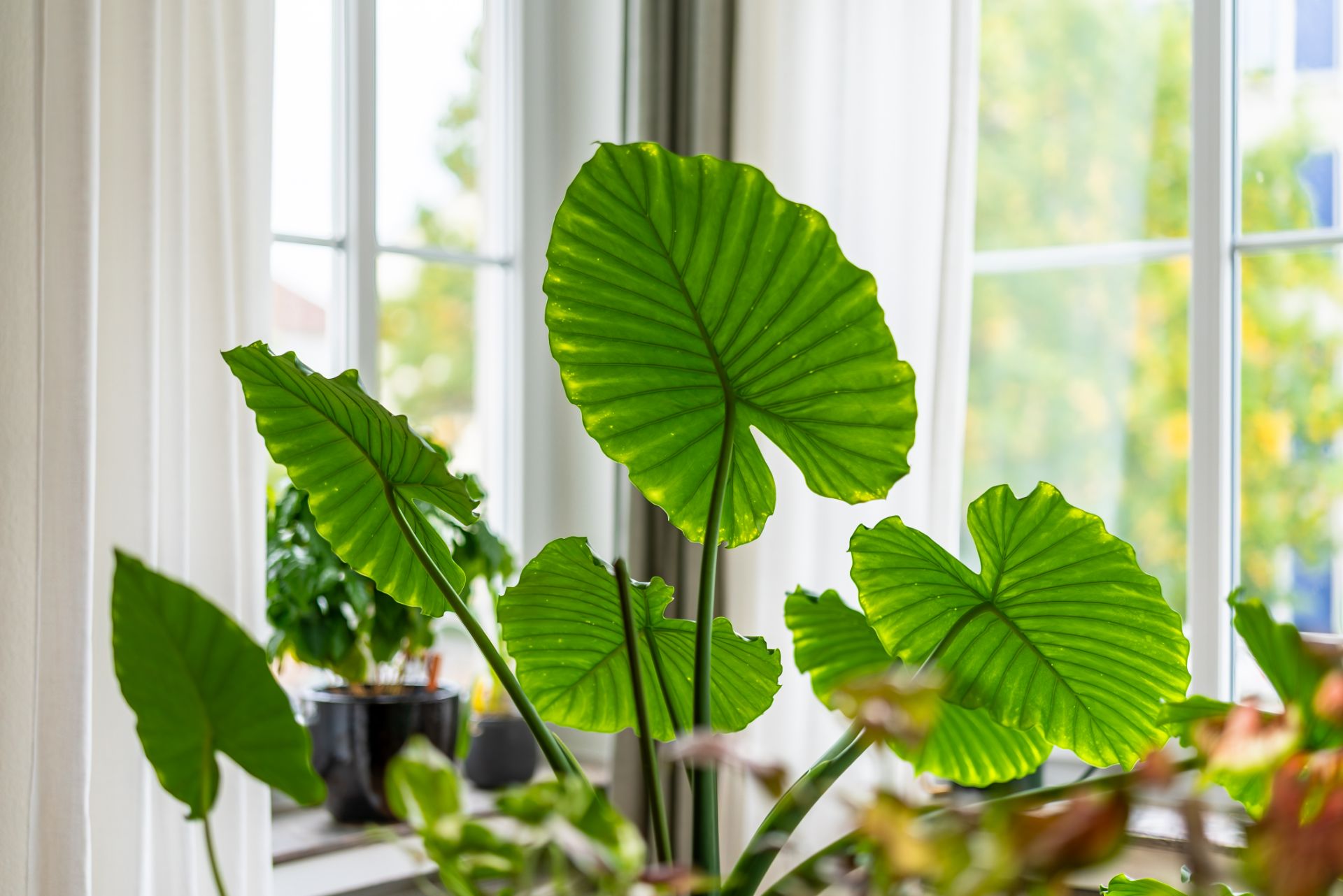 Grüne Zimmerpflanzen mit großen Blättern stehen vor einem hellen Fenster mit Vorhängen.