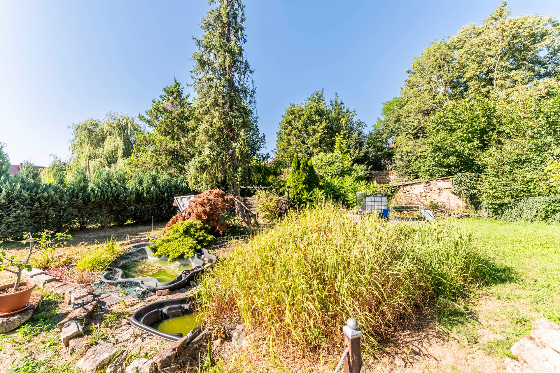 Garten mit Teich, hohen Bäumen und dichter Vegetation bei Sonnenschein.