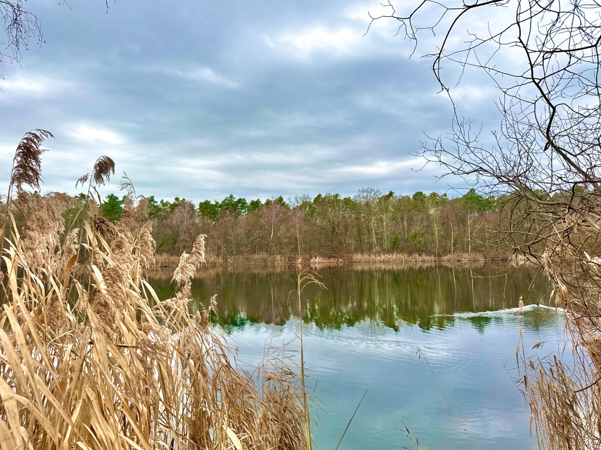 See mit Schilf am Ufer, Bäumen im Hintergrund und bewölktem Himmel.