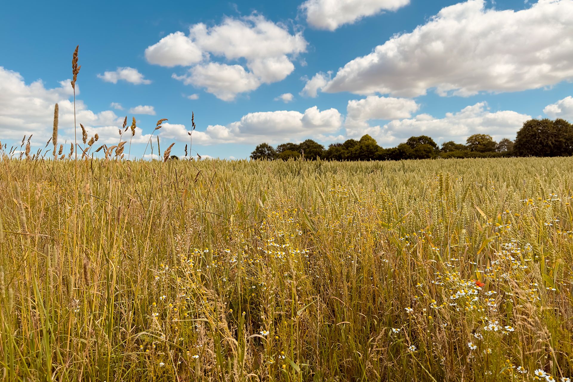 Ein Getreidefeld mit Wildblumen unter blauem Himmel und vereinzelten Wolken.