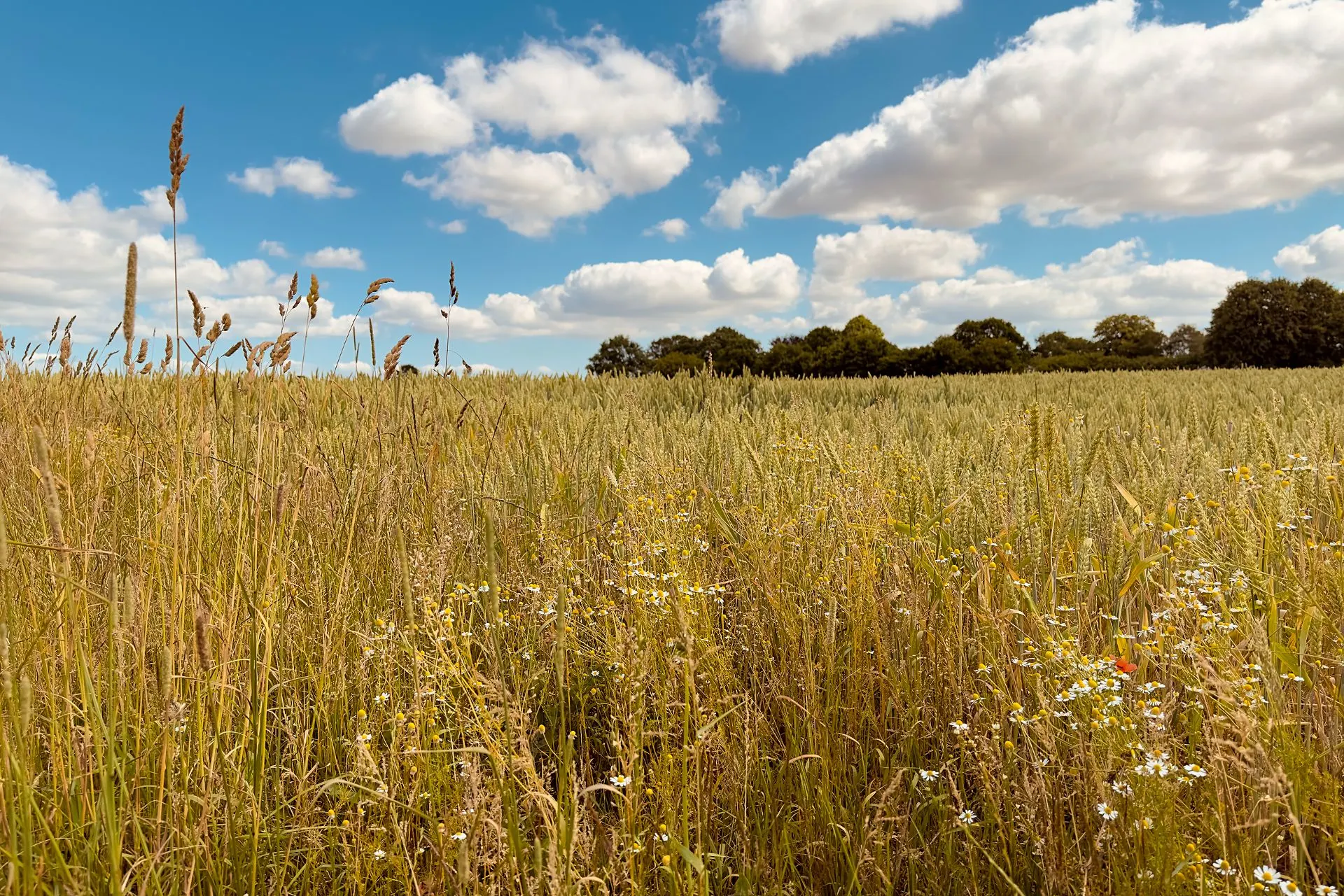 Ein Getreidefeld mit Wildblumen unter blauem Himmel und vereinzelten Wolken.