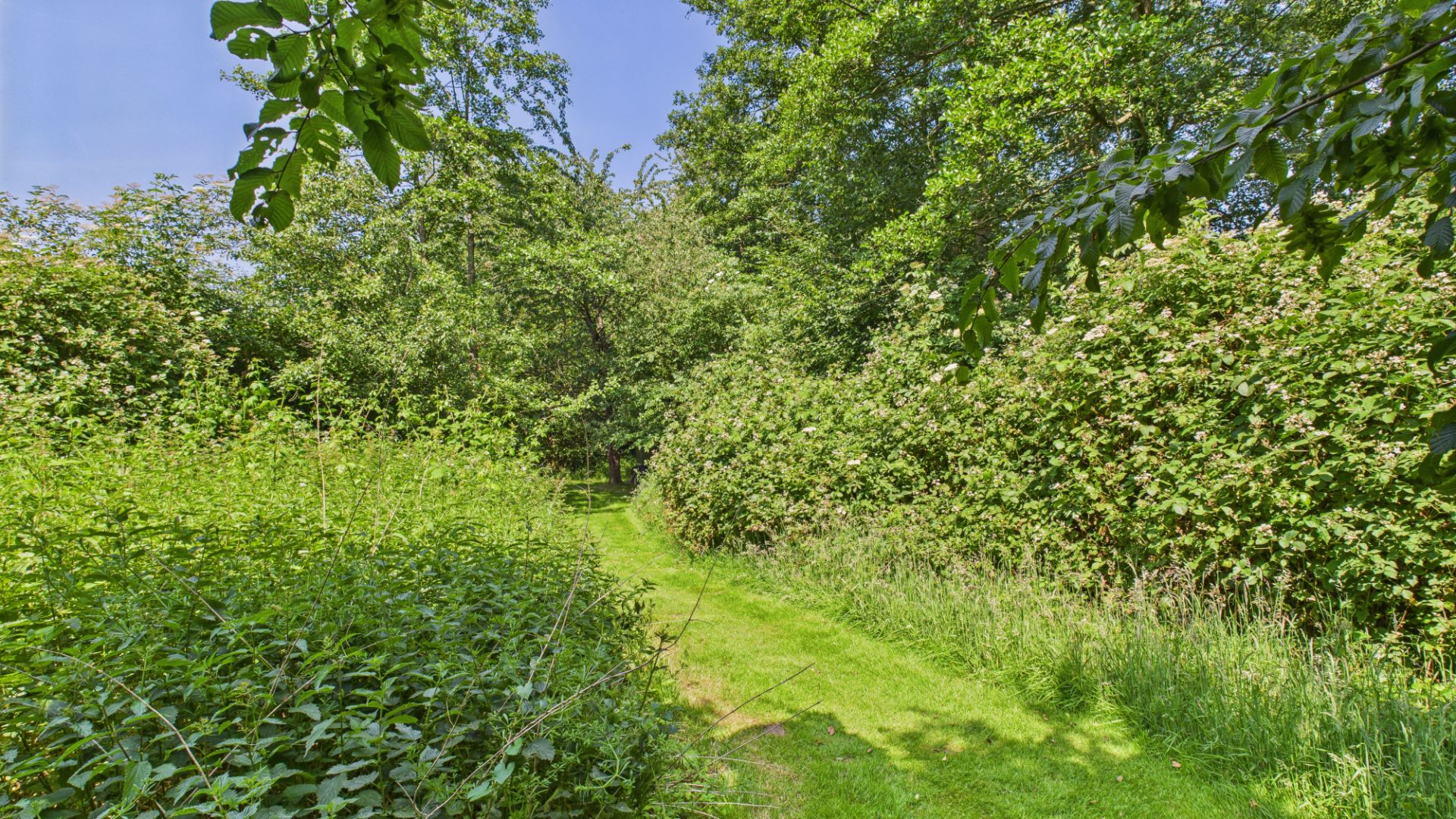 Schmaler Rasenweg führt durch dichten grünen Garten mit Büschen und Bäumen.