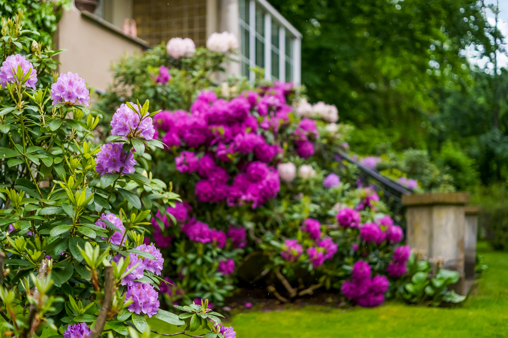 Vorgarten mit blühenden lila und violetten Rhododendronsträuchern neben einem Haus.