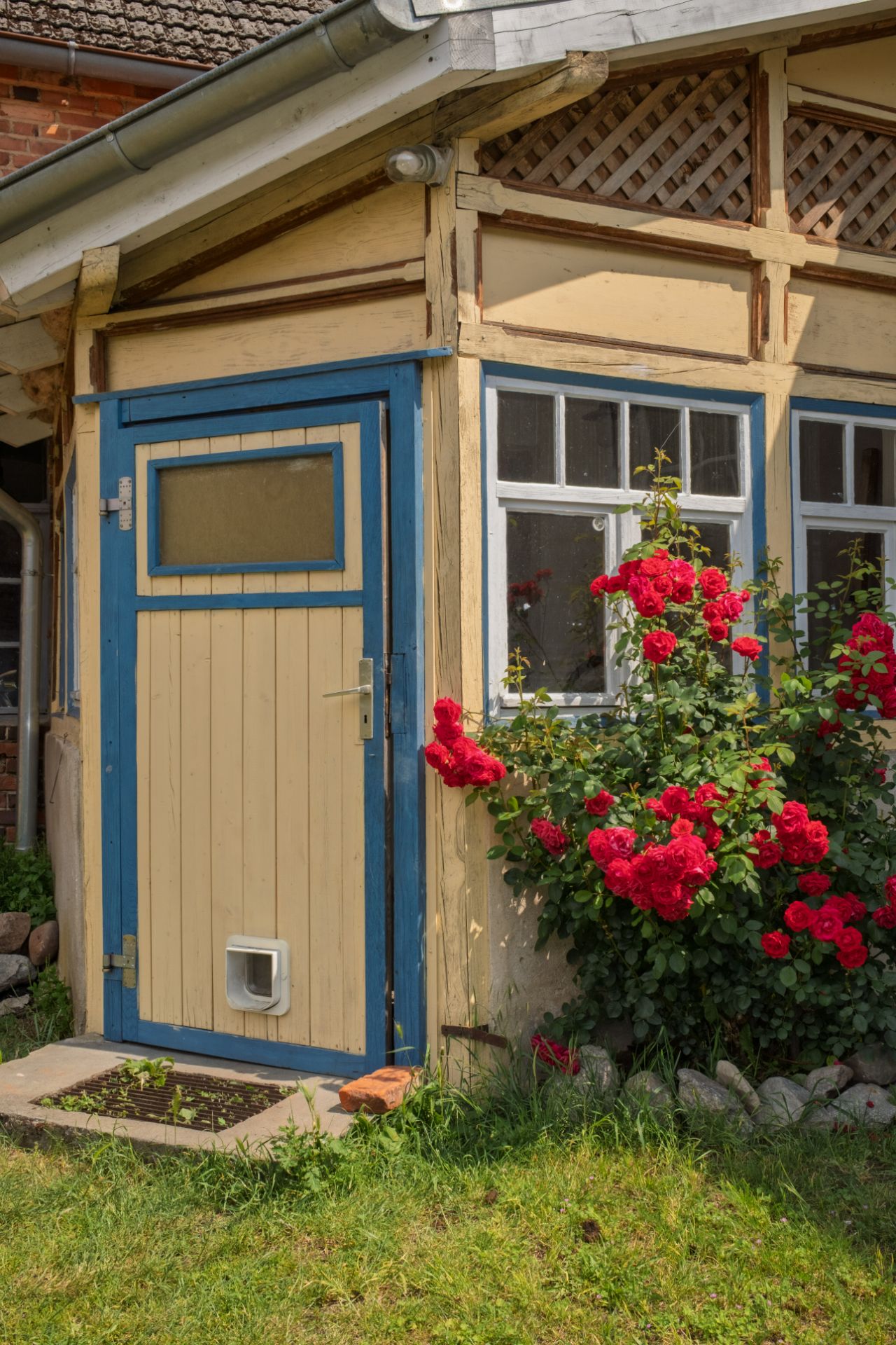 Gelbe Holztür mit blauem Rahmen, Katzenklappe und roten Rosen vor einem Haus.