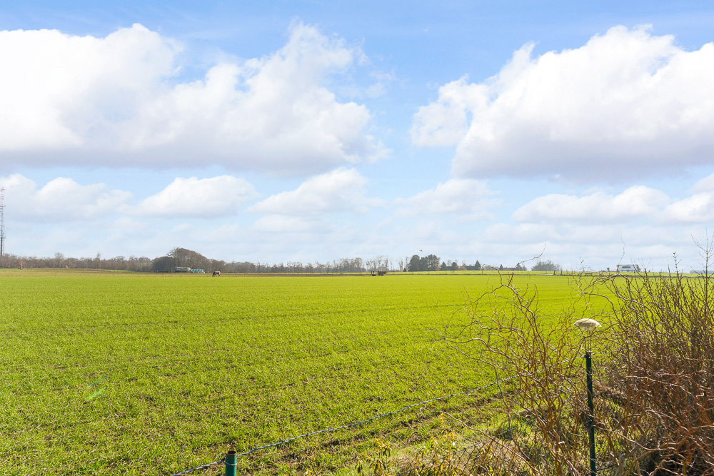 Weites, grünes Feld mit einigen Bäumen am Horizont und blauem Himmel mit Wolken.