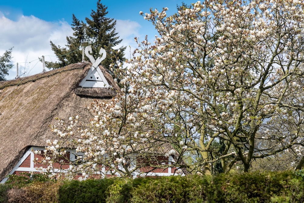 Reetgedecktes Fachwerkhaus hinter blühendem Baum und grüner Hecke.