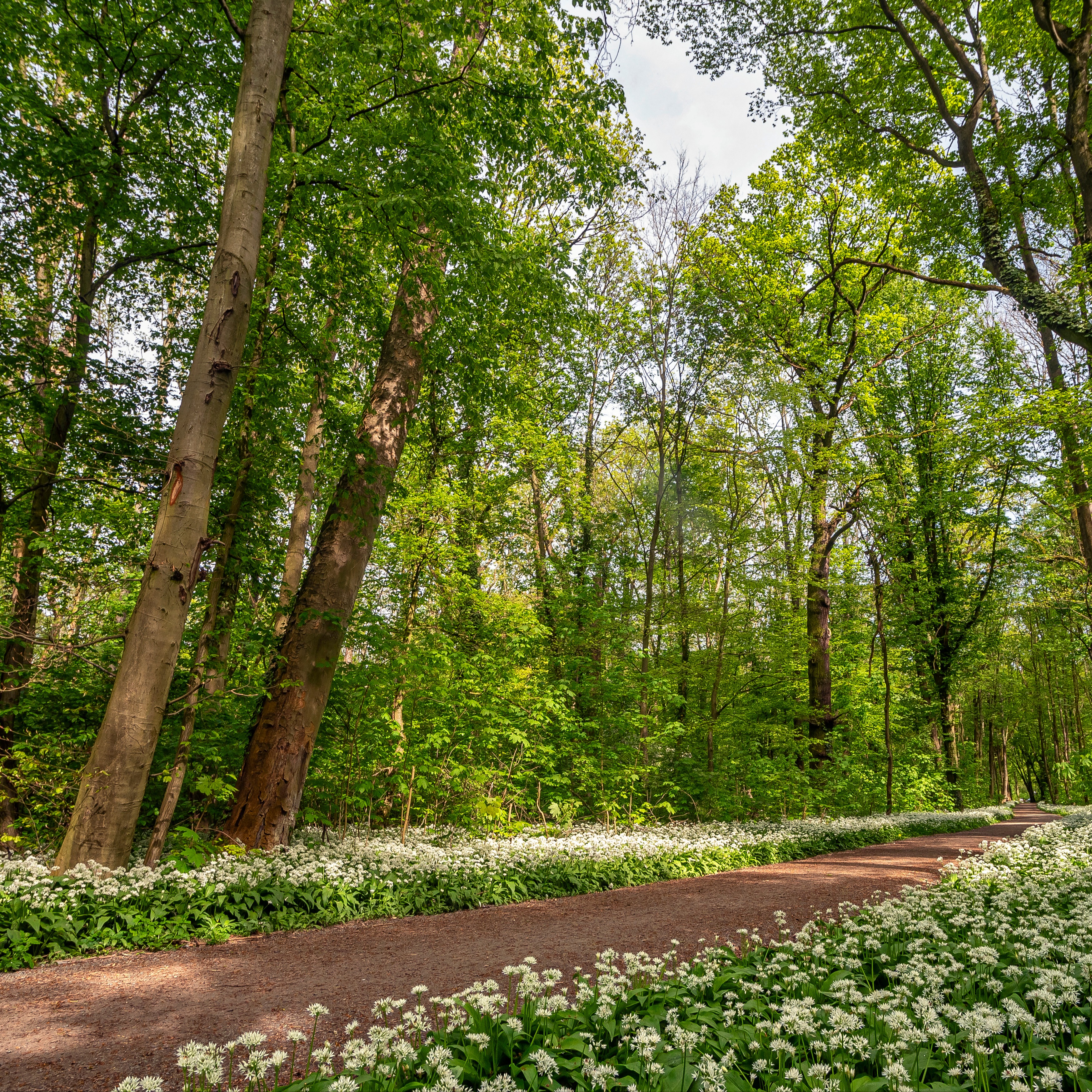 Waldweg mit blühenden weißen Blumen und hohen, grünen Bäumen im Sonnenschein.
