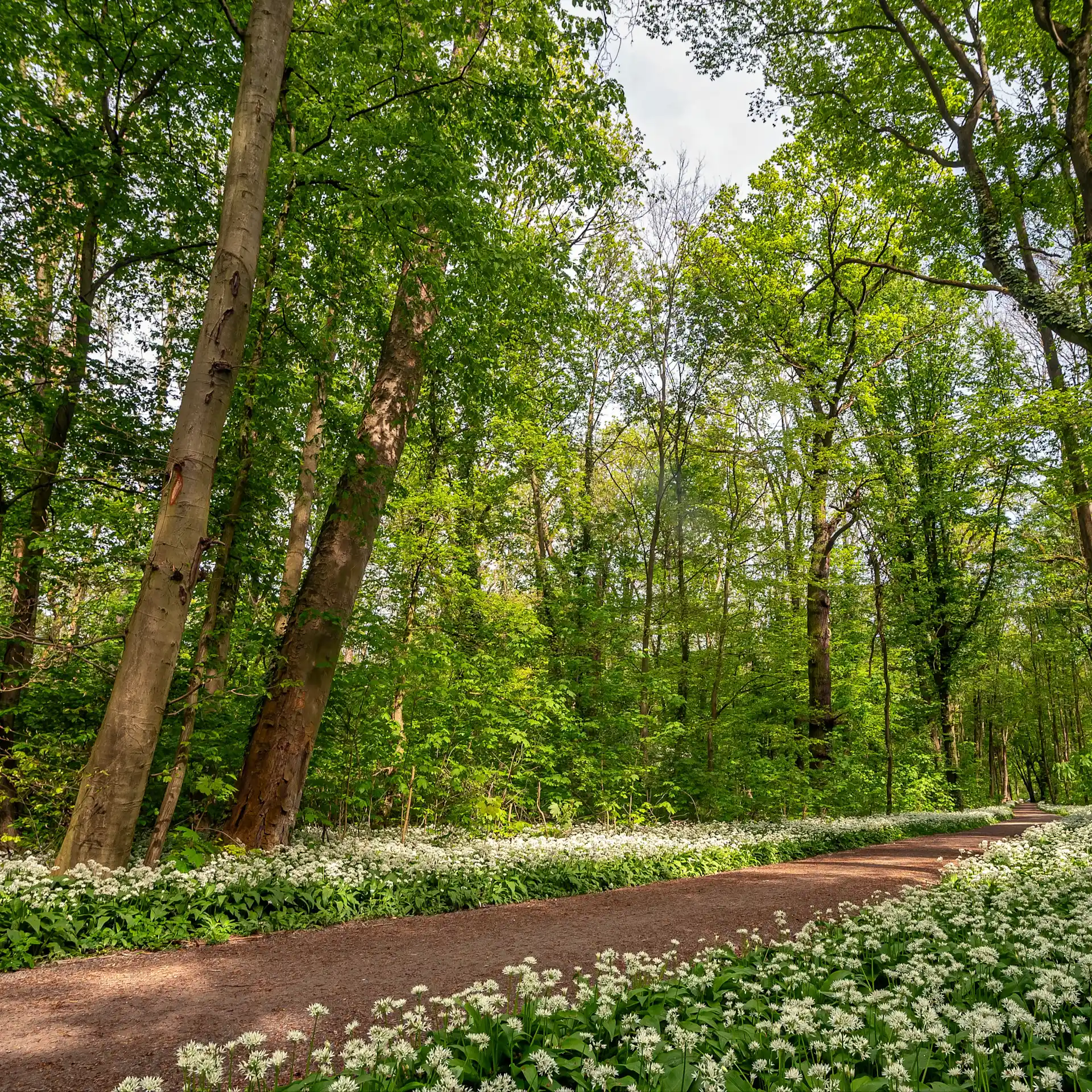 Waldweg mit blühenden weißen Blumen und hohen, grünen Bäumen im Sonnenschein.