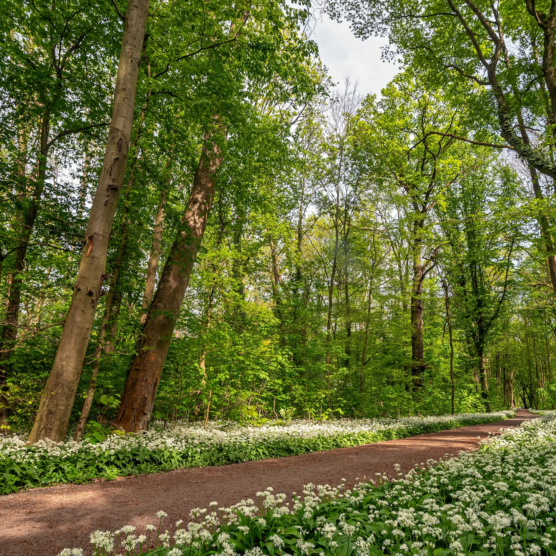 Waldweg mit blühenden weißen Blumen und hohen, grünen Bäumen im Sonnenschein.