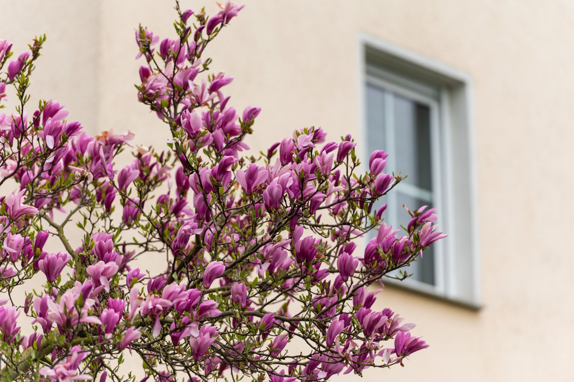 Blühender Magnolienbaum vor einem Fenster an einer hellen Hauswand.