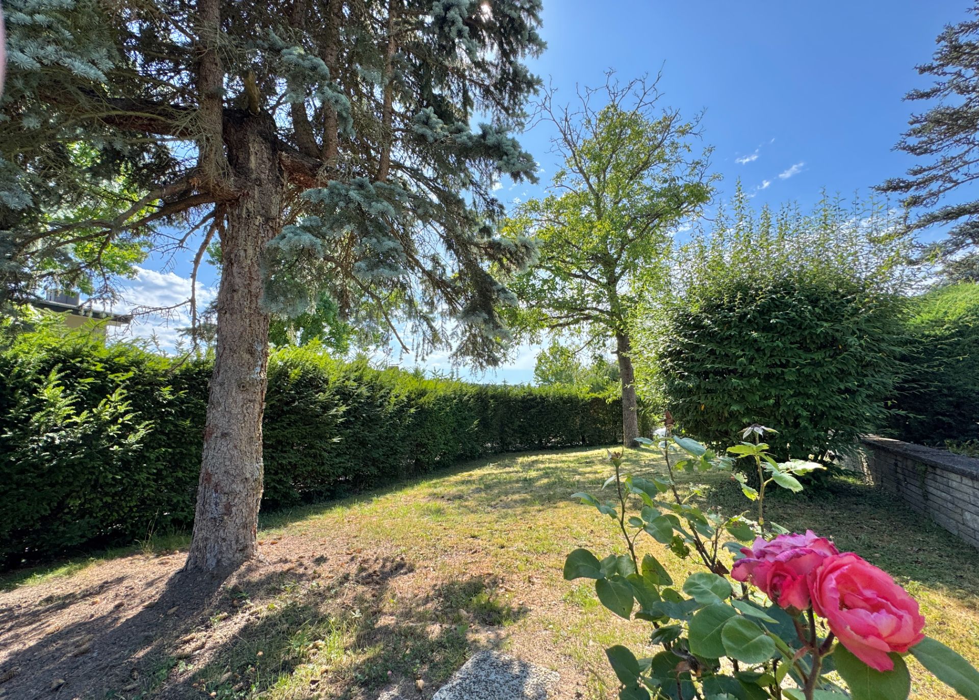 Garten mit Rasen, Bäumen, Sträuchern und einer blühenden Rose im Vordergrund.