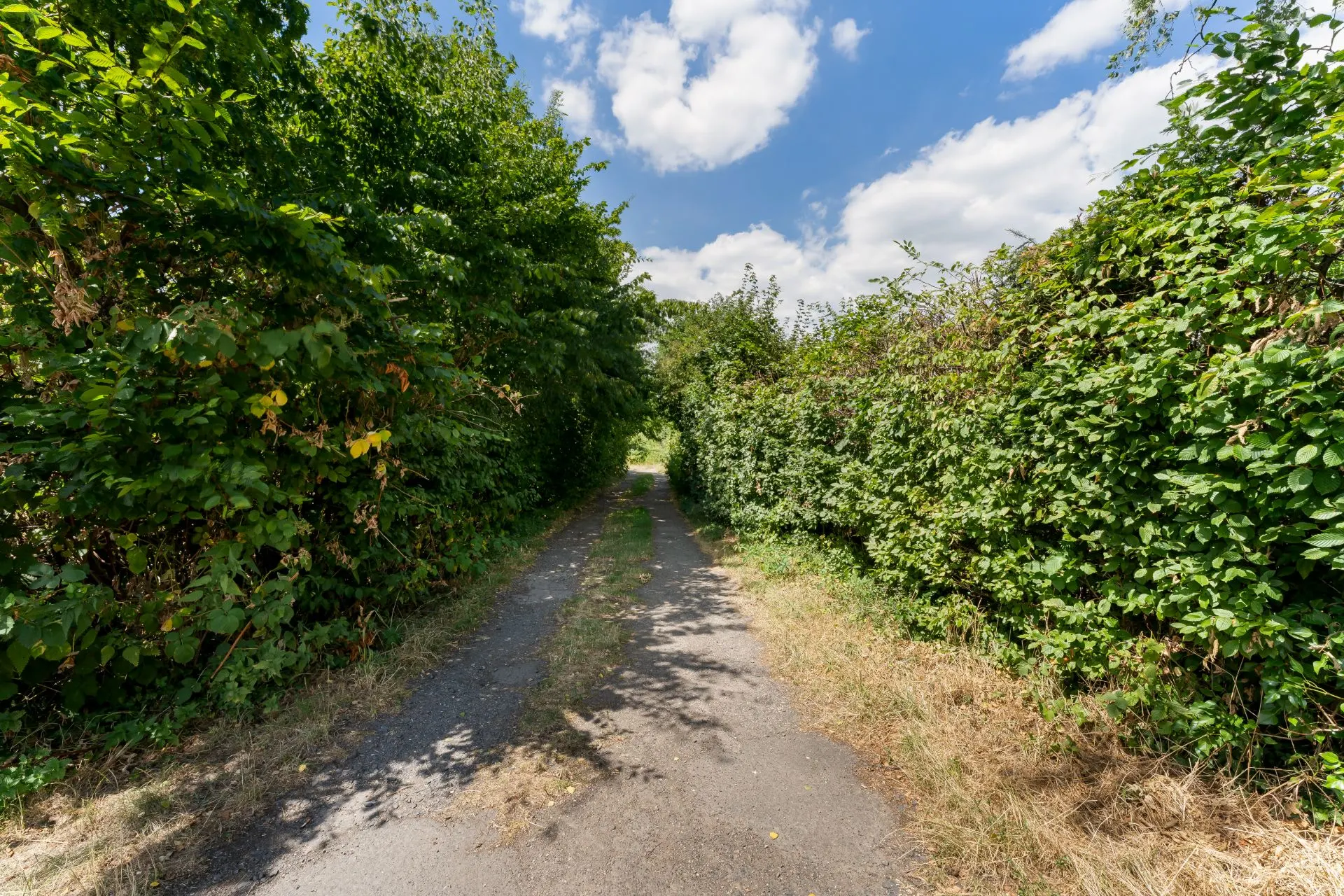 Schmaler Weg mit Asphalt, beidseitig von hohen grünen Büschen gesäumt, unter blauem Himmel.