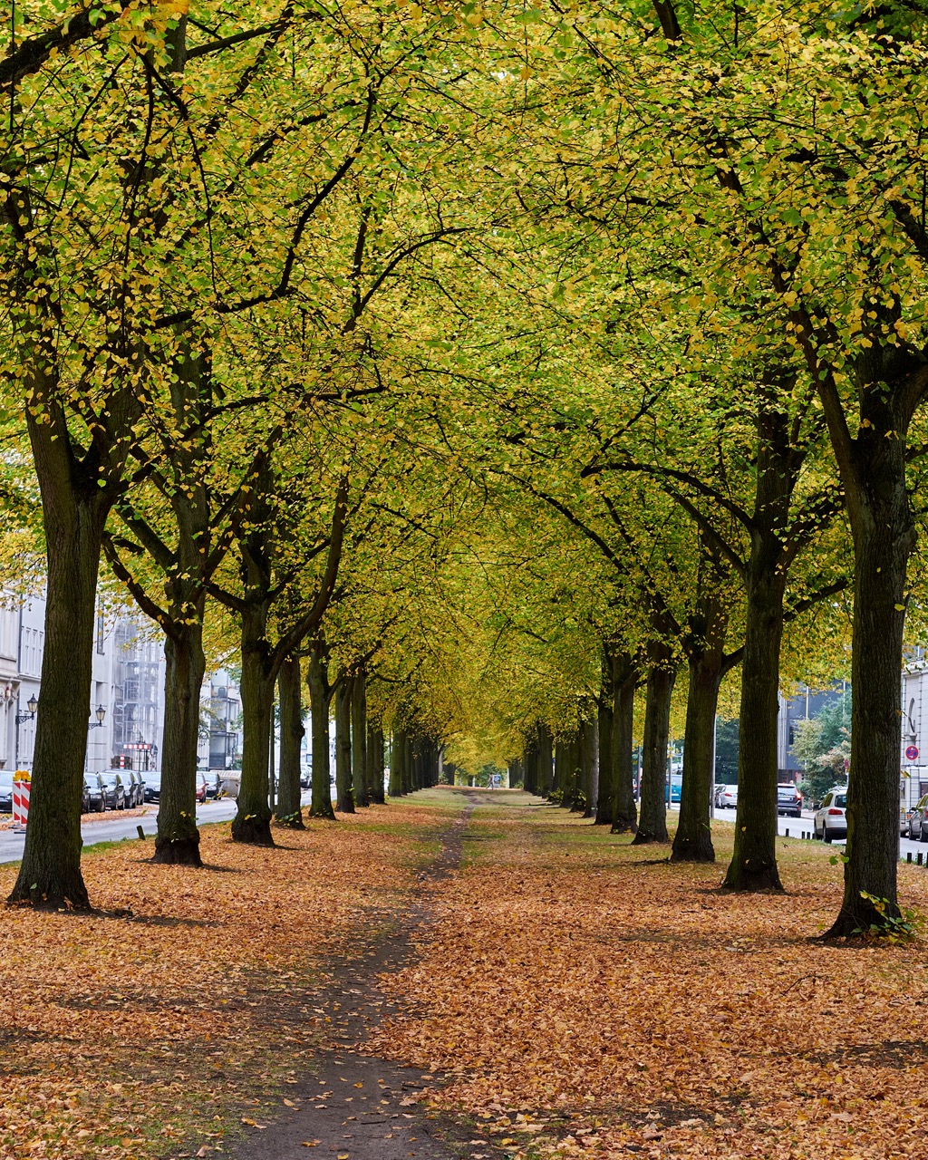 Baumallee mit herbstlich gefärbten Blättern und Laub auf dem Boden entlang eines Weges.