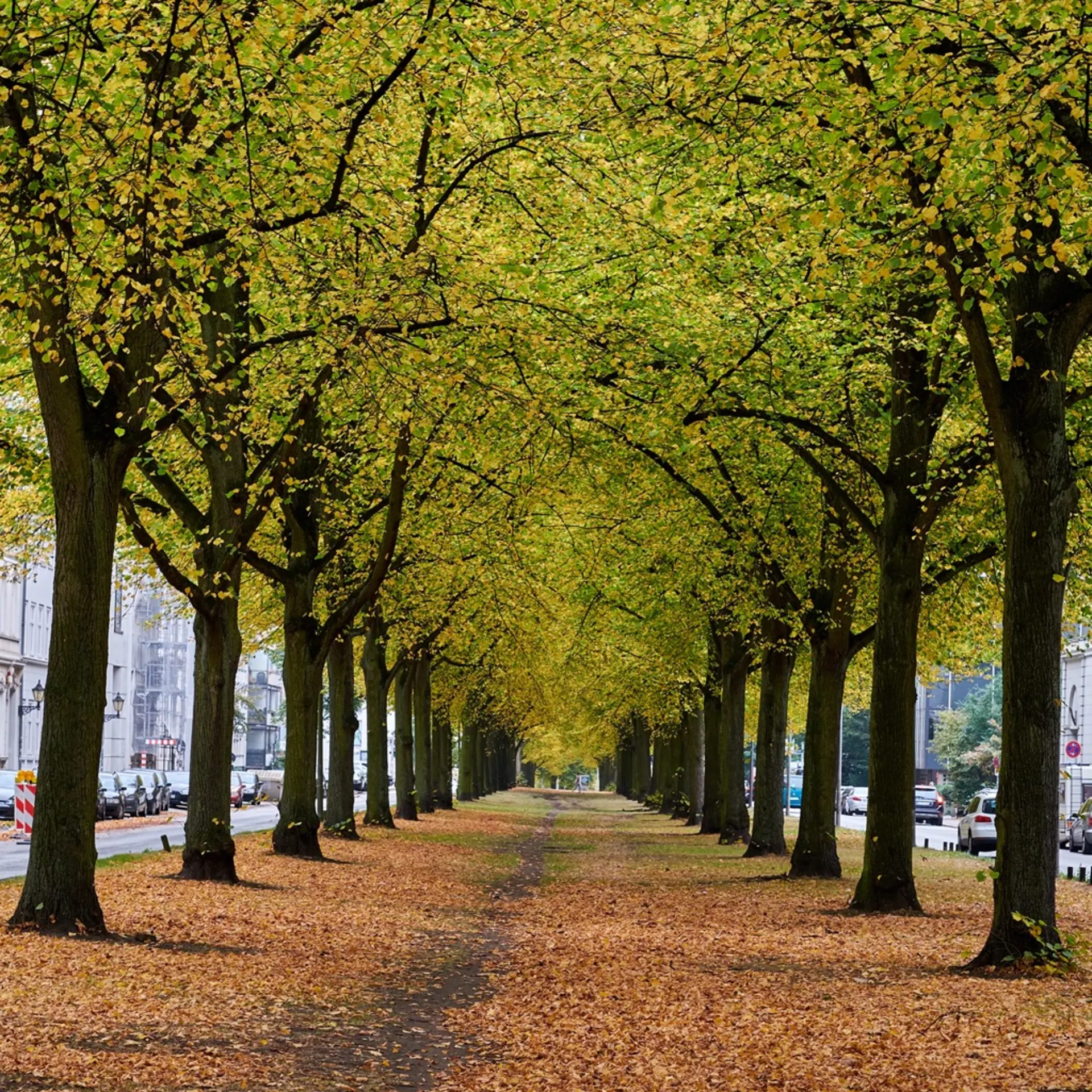 Baumallee mit herbstlich gefärbten Blättern und Laub auf dem Boden entlang eines Weges.