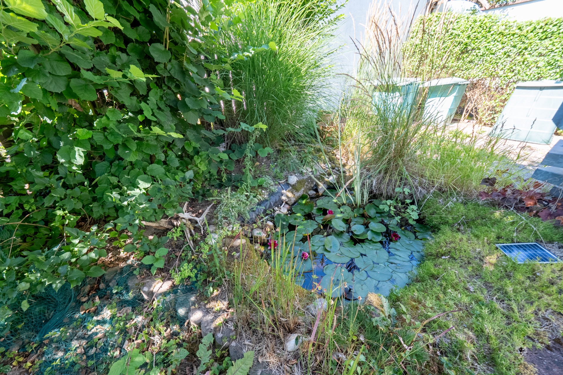 Kleiner Gartenteich mit Seerosen, umgeben von dichtem Gras und Büschen im Garten.