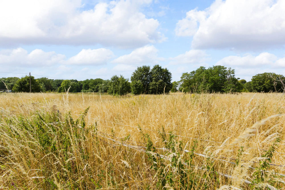 Weite Wiese mit hohem, gelbem Gras und einigen Bäumen im Hintergrund.
