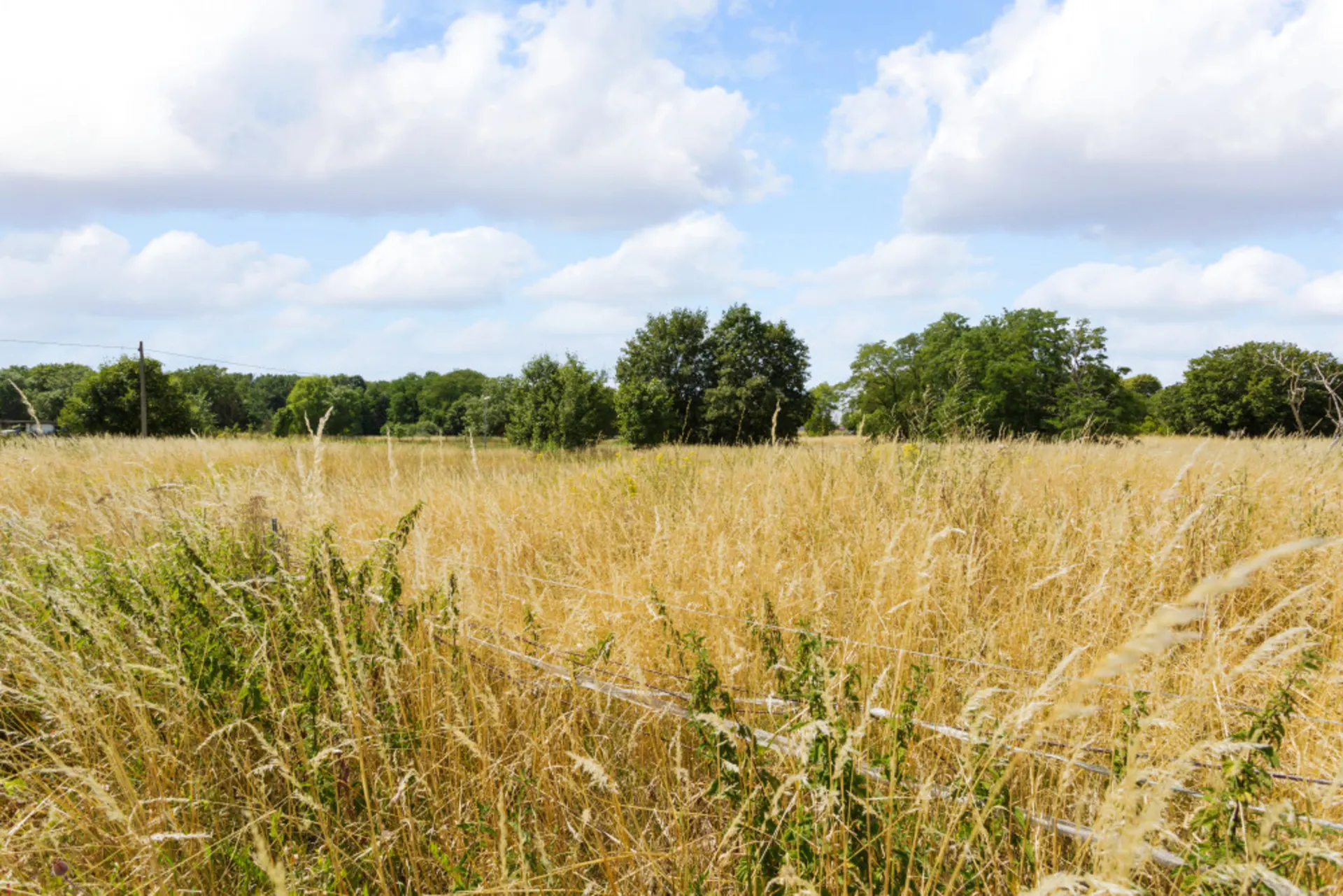 Weite Wiese mit hohem, gelbem Gras und einigen Bäumen im Hintergrund.