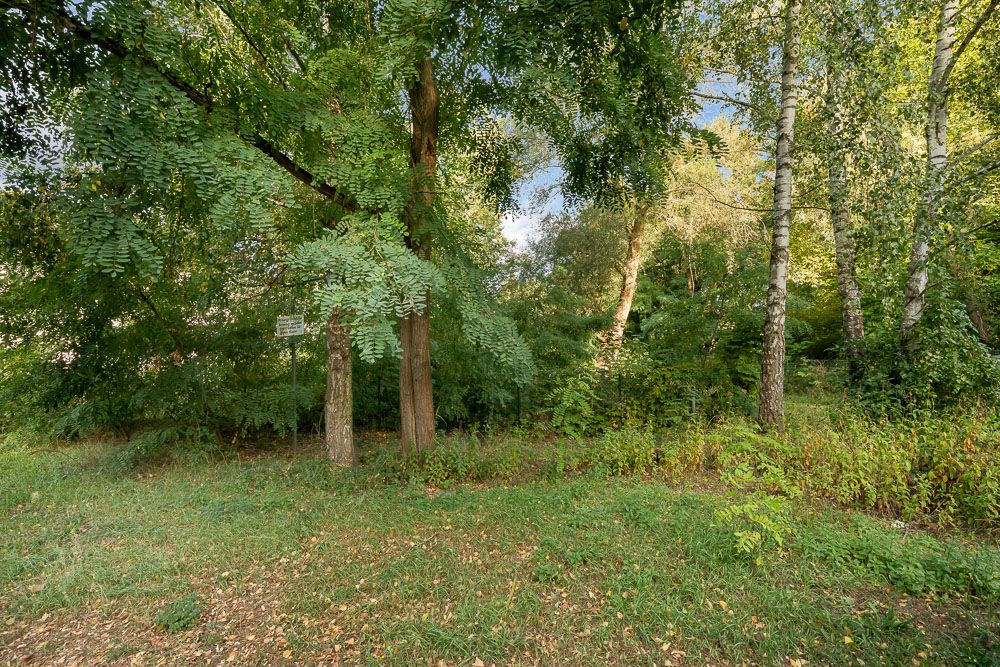 Grüner Garten mit hohen Bäumen und dichter Vegetation im Hintergrund.
