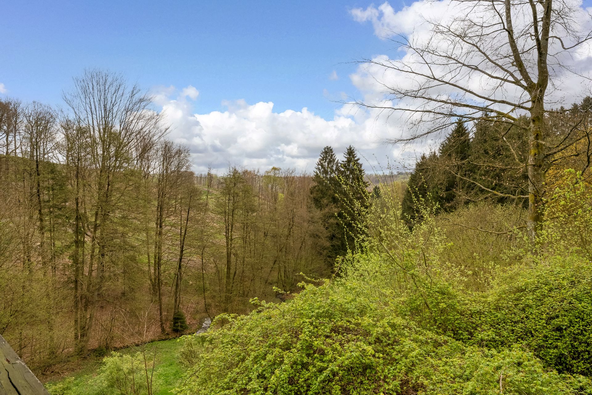 Blick auf einen dichten Wald mit grünen Bäumen unter blauem Himmel und Wolken.