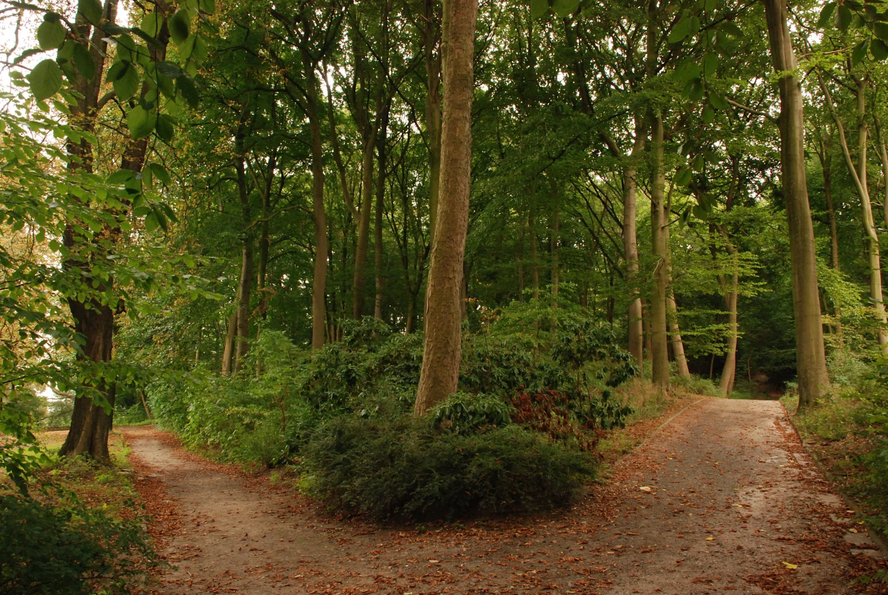 Ein Waldweg teilt sich an einer Gabelung, umgeben von hohen grünen Bäumen.