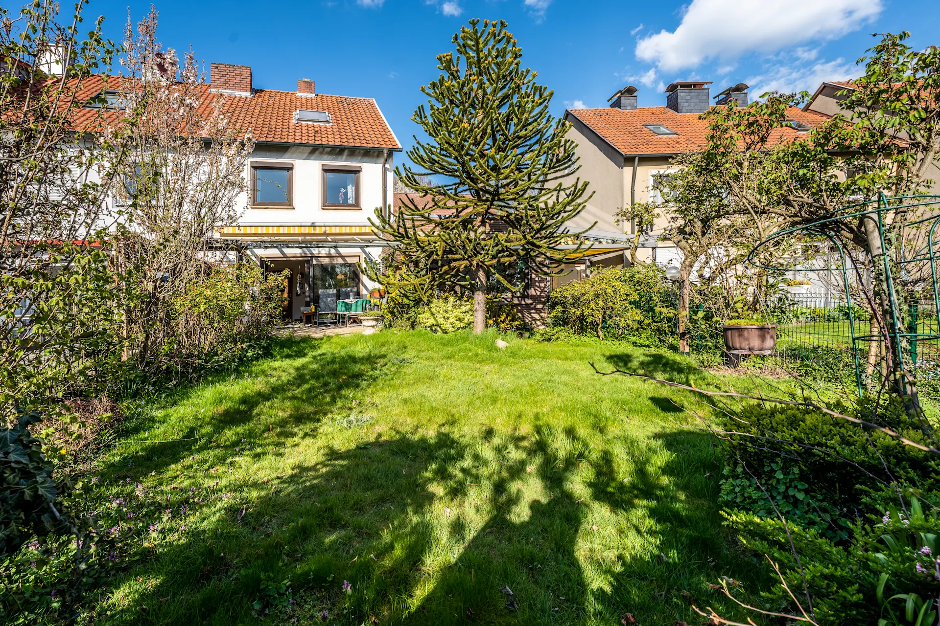 Garten mit grünem Rasen, großem Nadelbaum und Blick auf ein Reihenhaus.