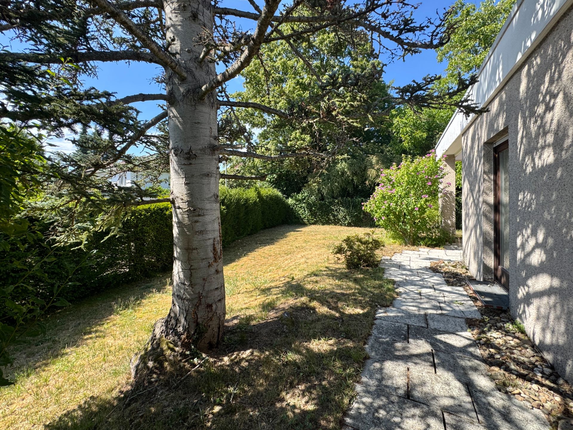 Garten mit großem Baum, Rasenfläche und gepflastertem Weg neben einem Wohnhaus.