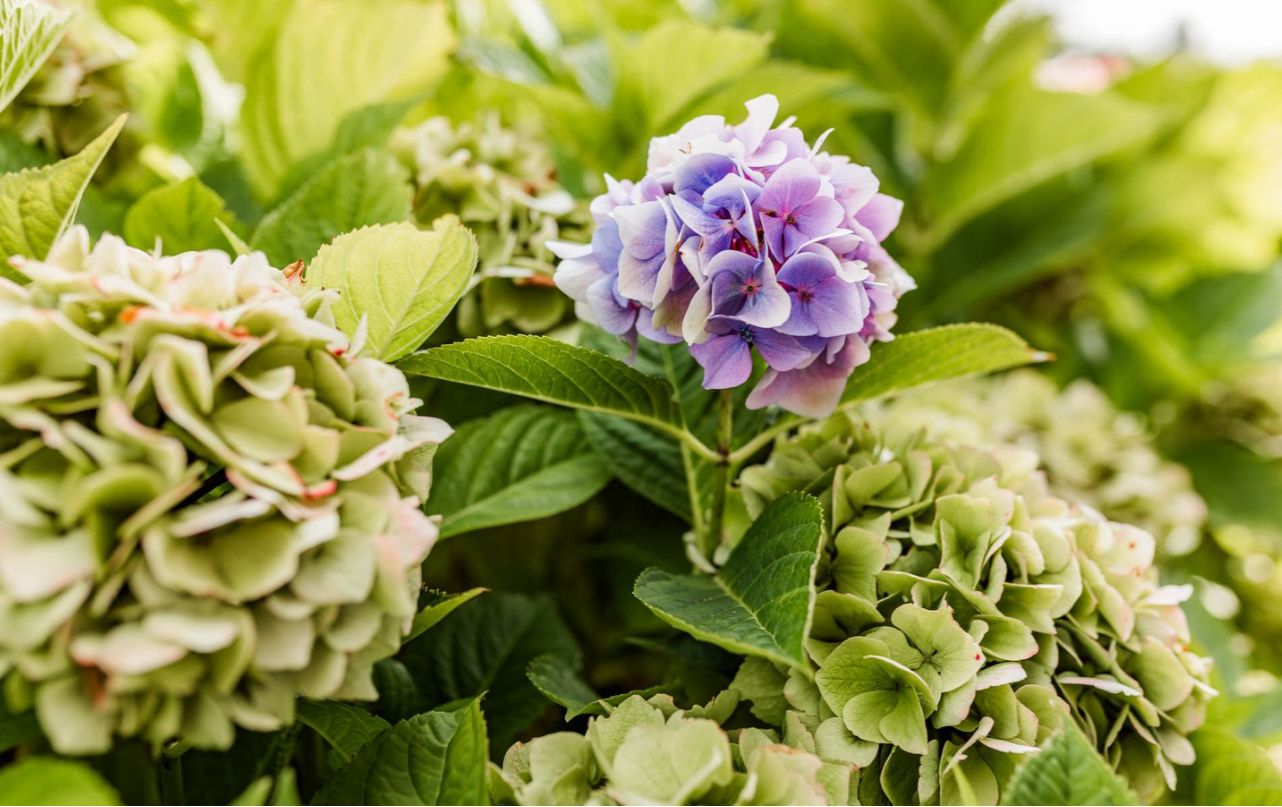 Nahaufnahme von Hortensienblüten mit grünen Blättern im Garten.