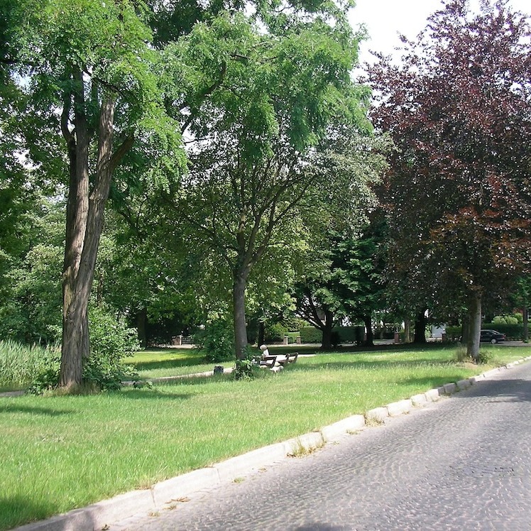Grüne Wiese mit Bäumen neben einer gepflasterten Straße und parkenden Autos.