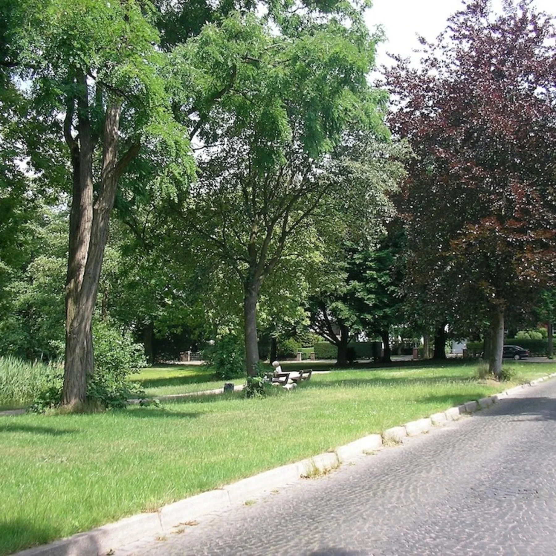 Grüne Wiese mit Bäumen neben einer gepflasterten Straße und parkenden Autos.