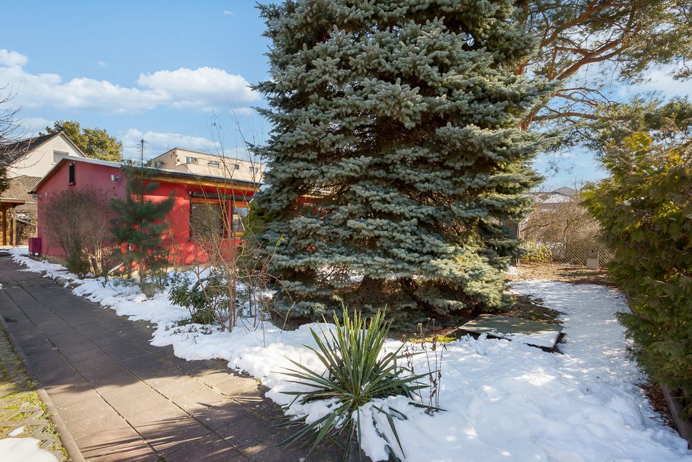 Garten mit großem Nadelbaum, etwas Schnee auf dem Boden und einem roten Haus im Hintergrund.