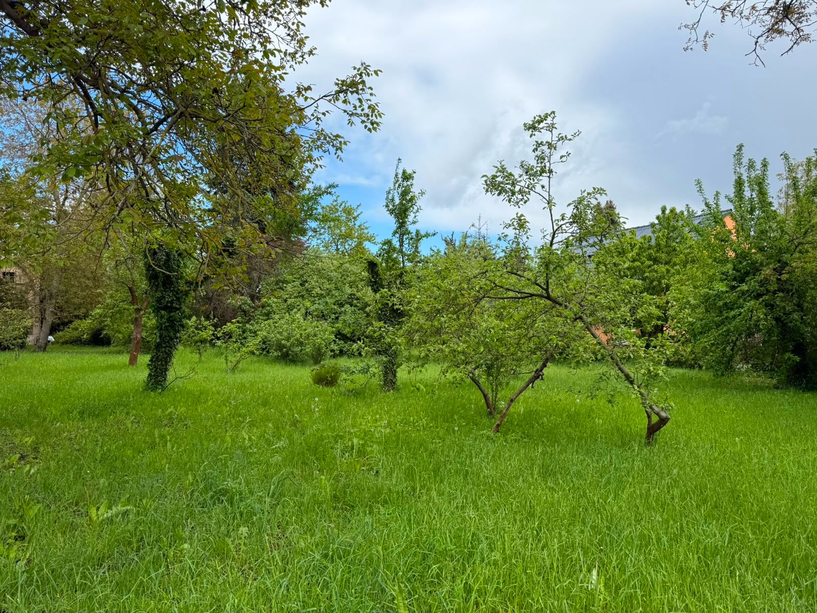 Grüner Garten mit mehreren Bäumen und hohem Gras unter blauem Himmel.